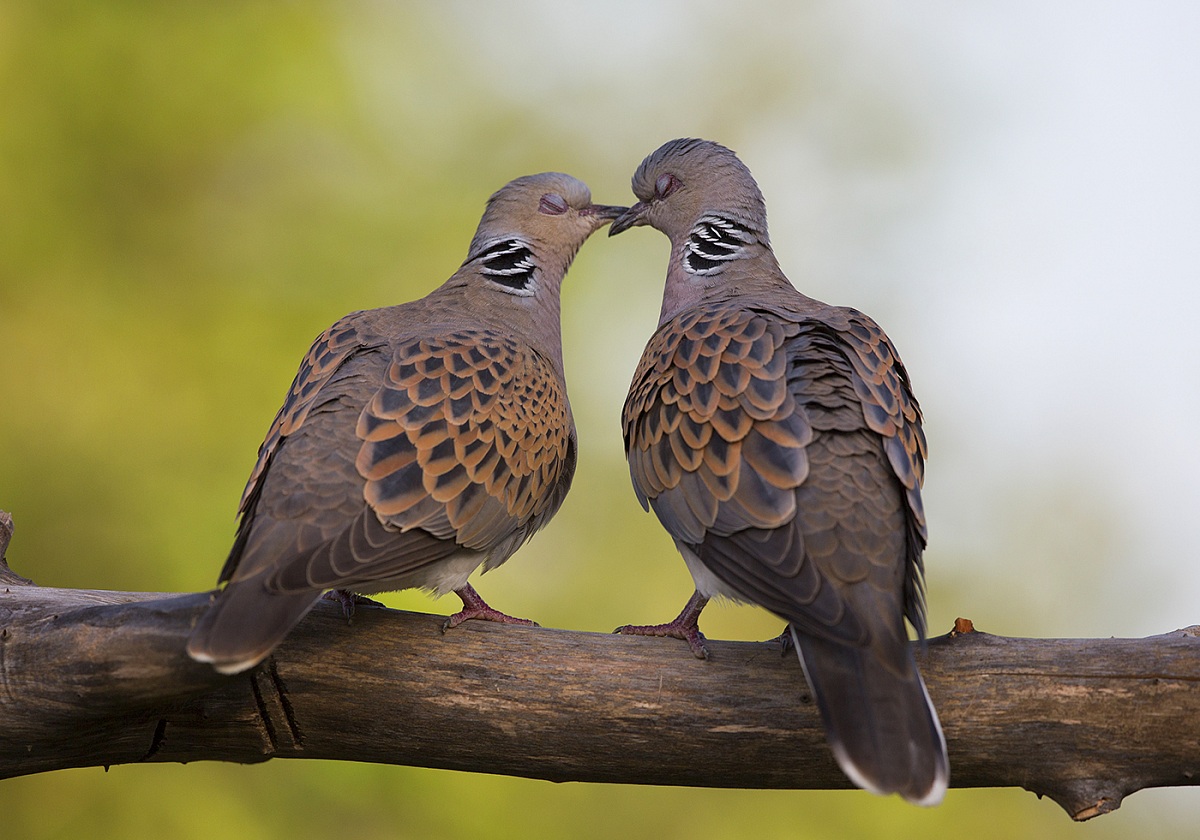 turtledoves