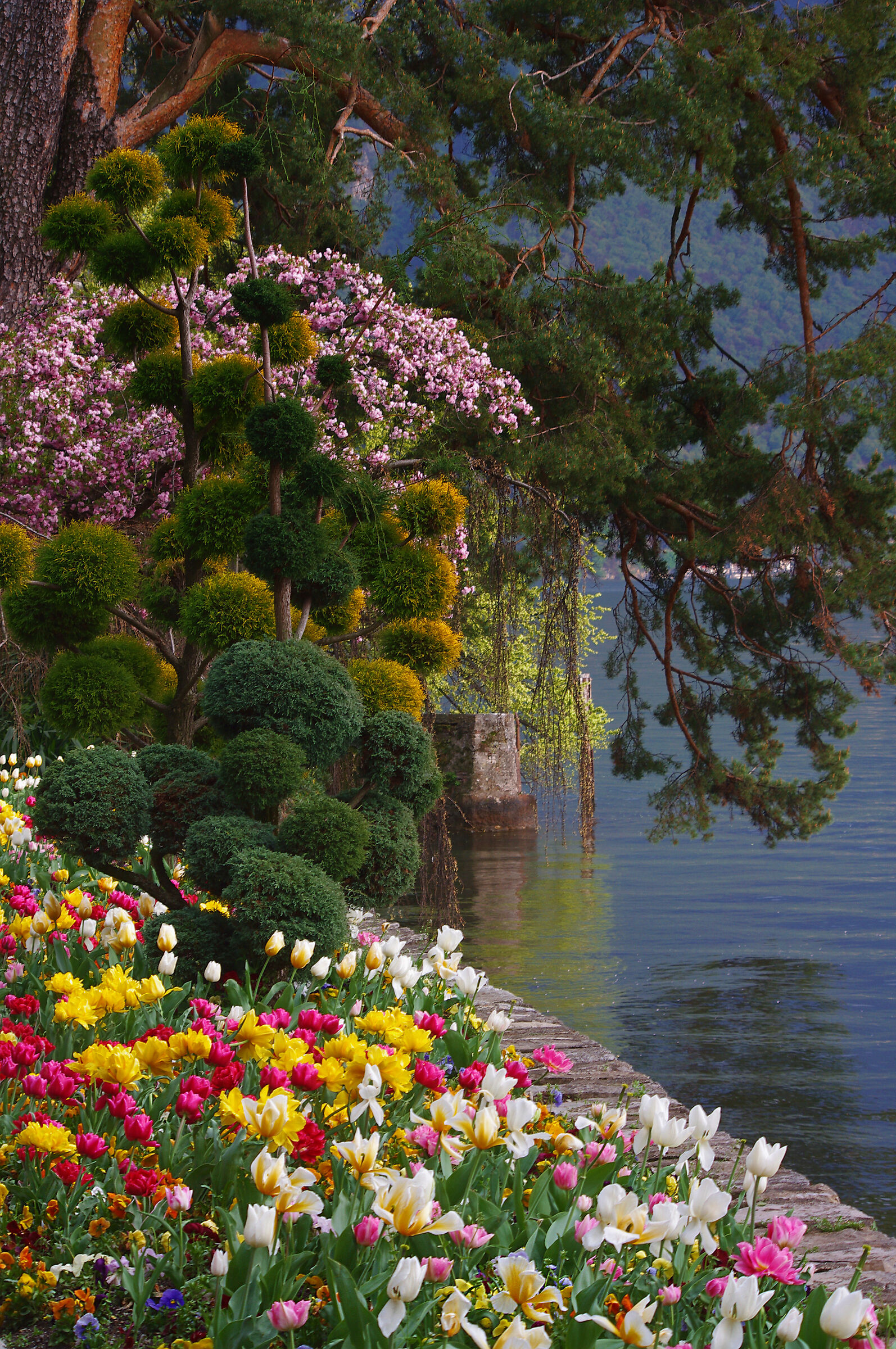 tulipani a Lugano