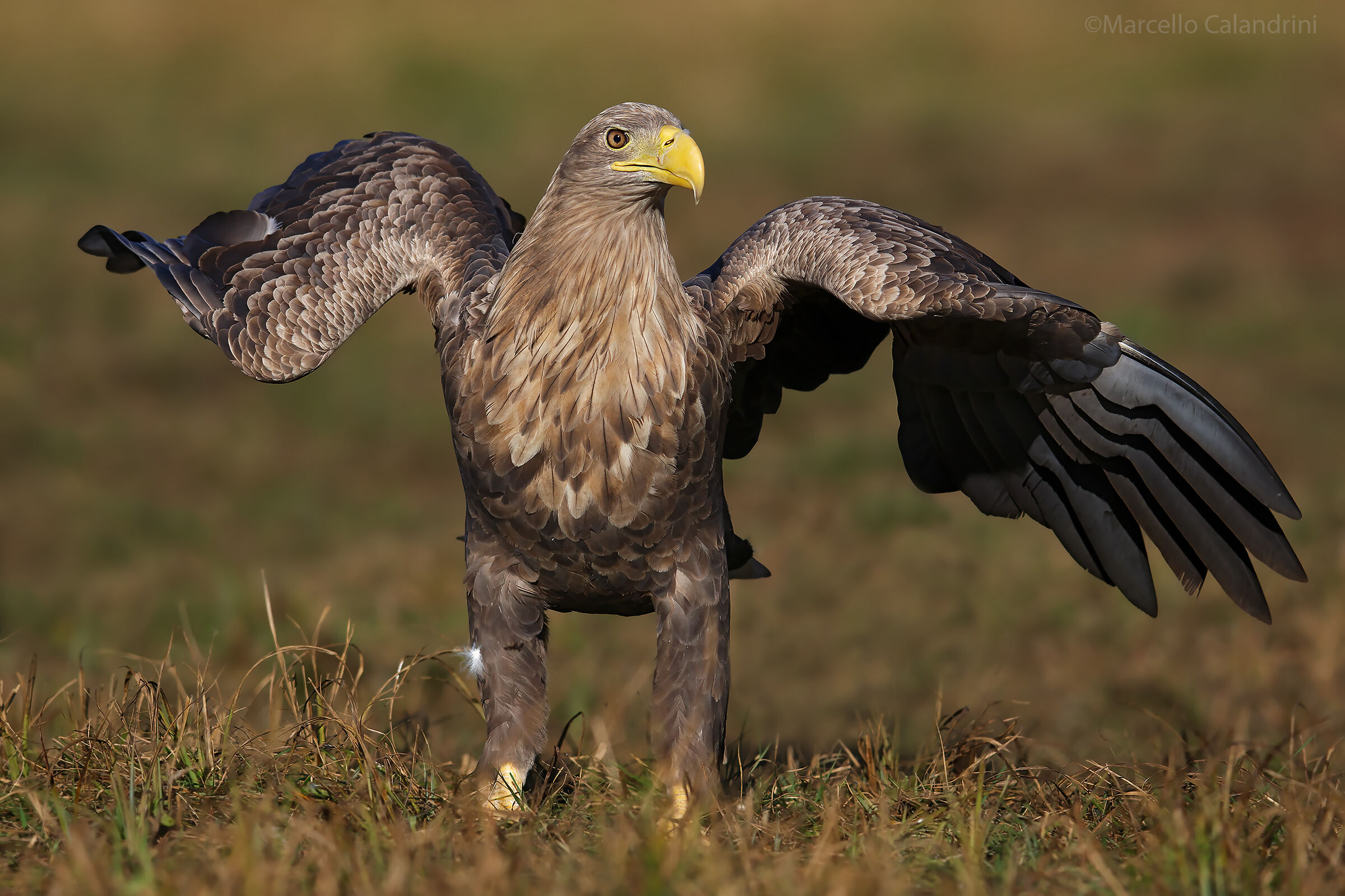 White-tailed sea eagle