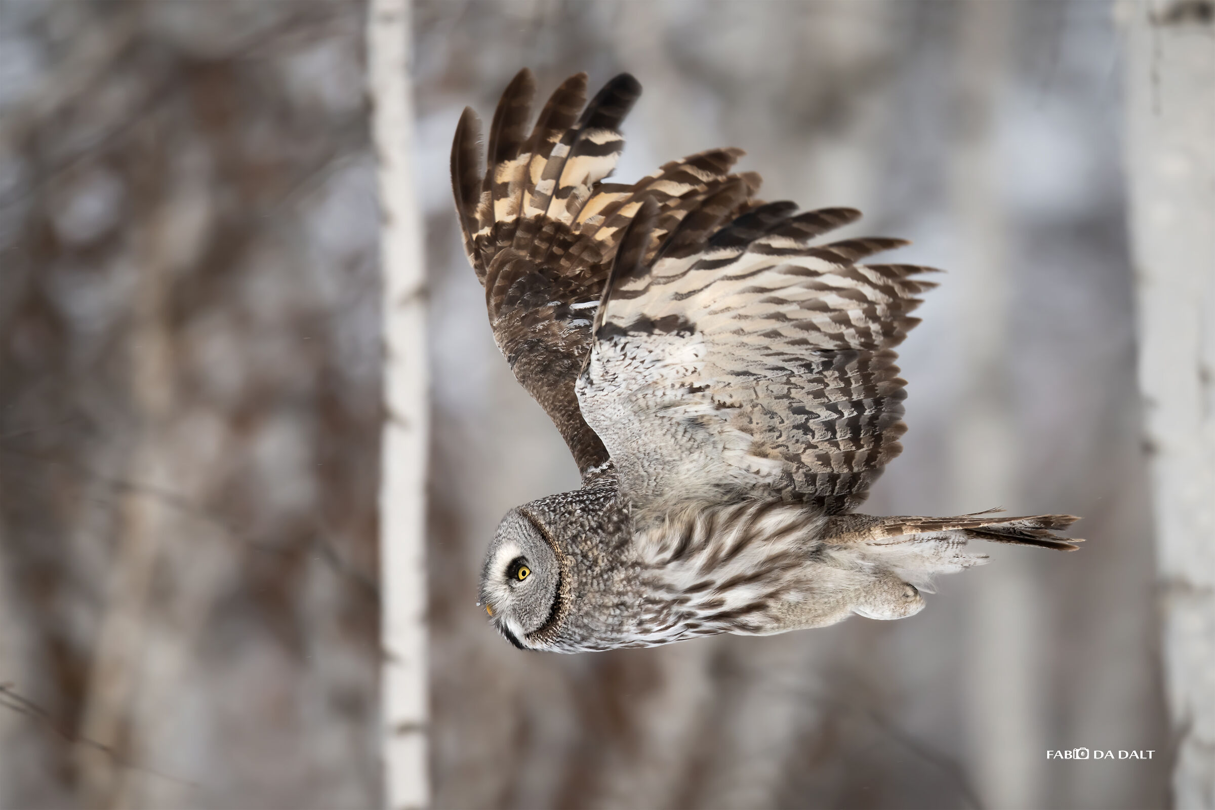 Tawny owl of Lapland
