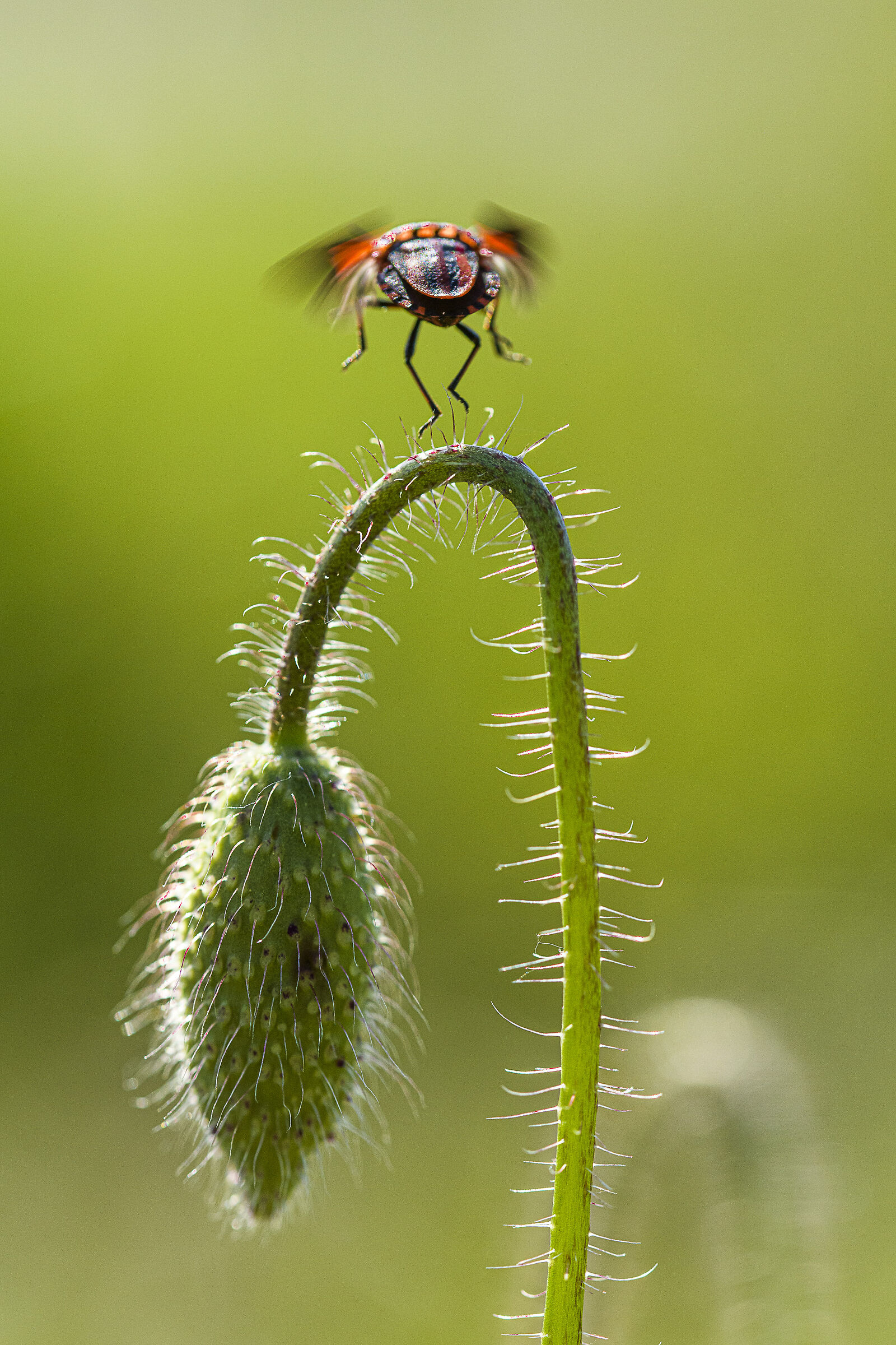 Flying on the poppy