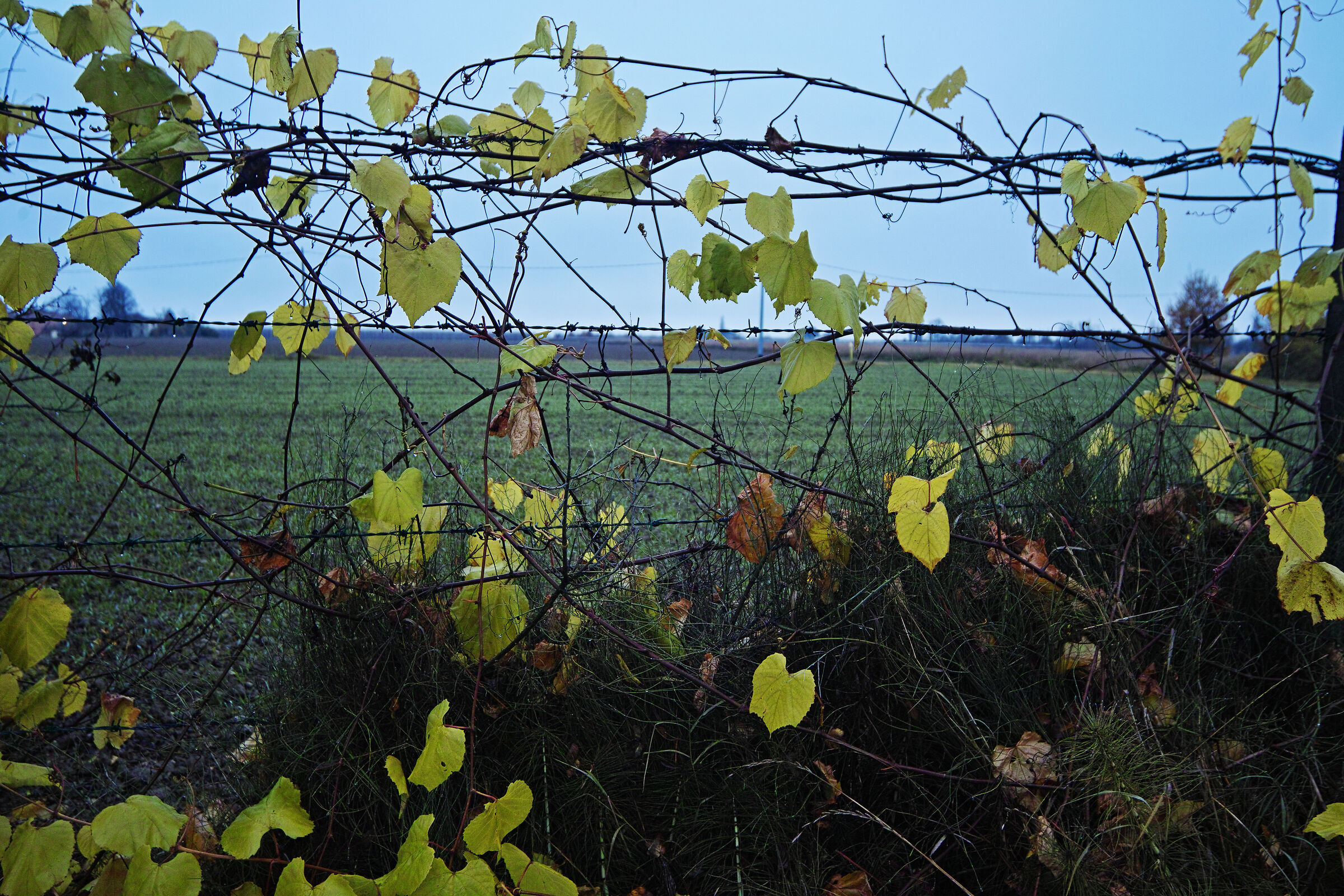 All I want for Christmas is summer