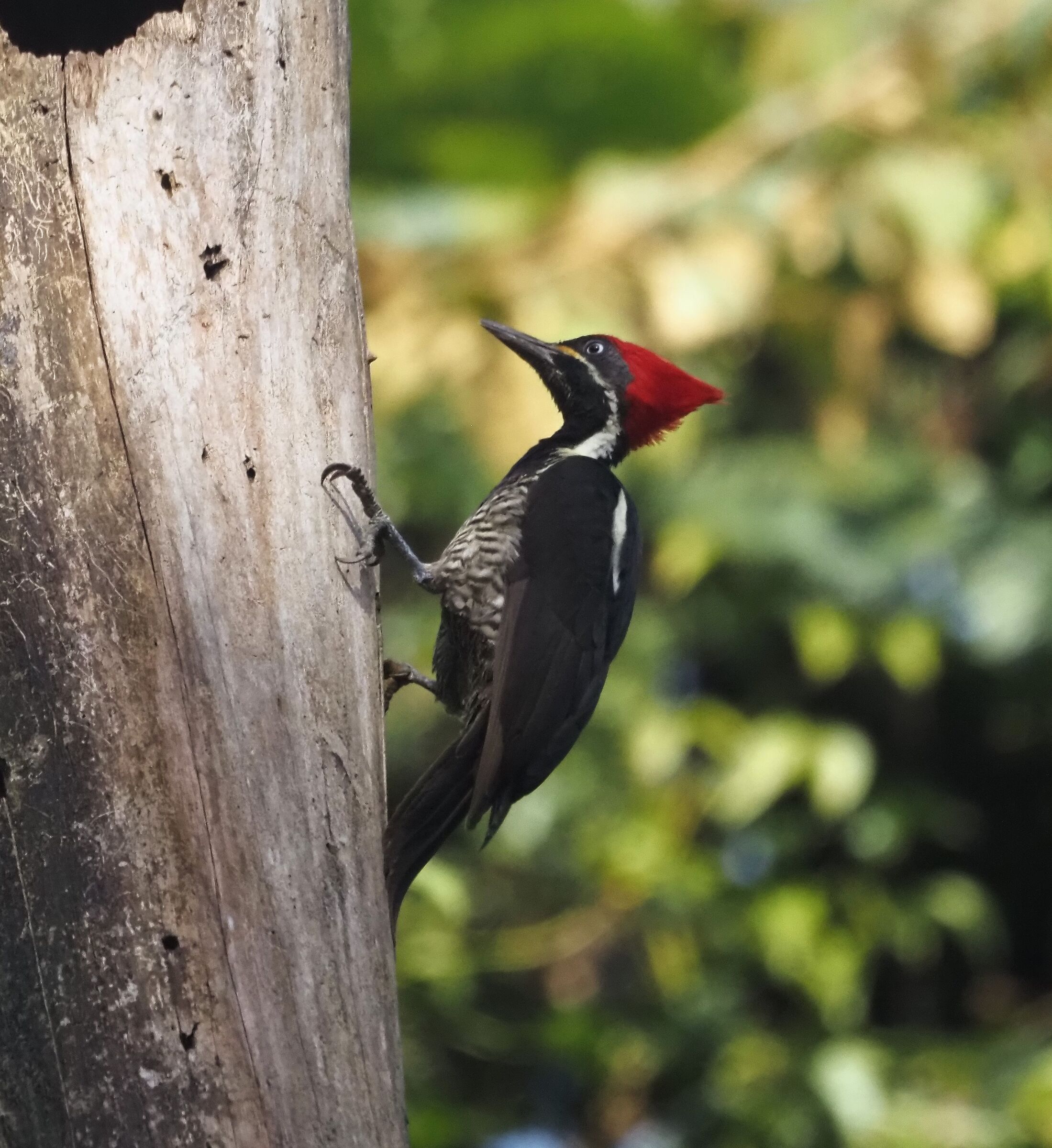 Ecuador 1