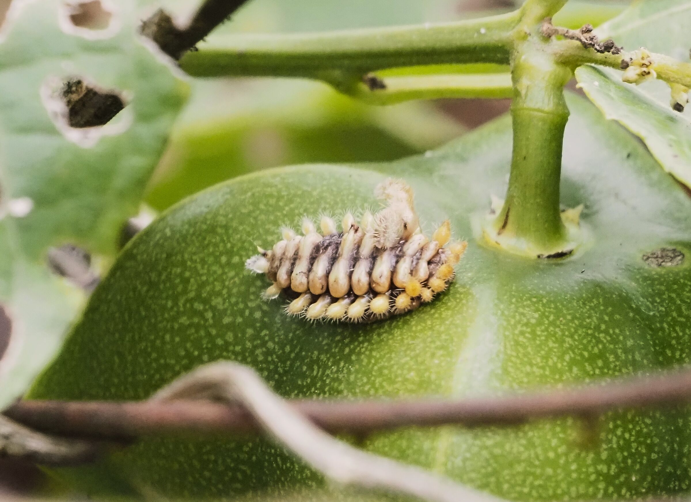 Caterpillar