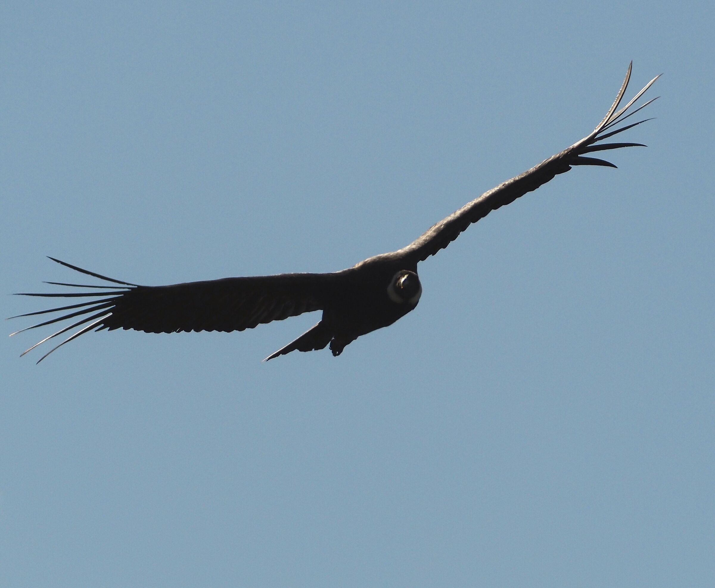 Andean condor