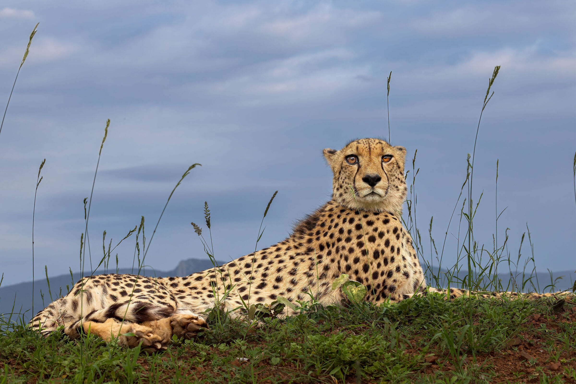Cheetah