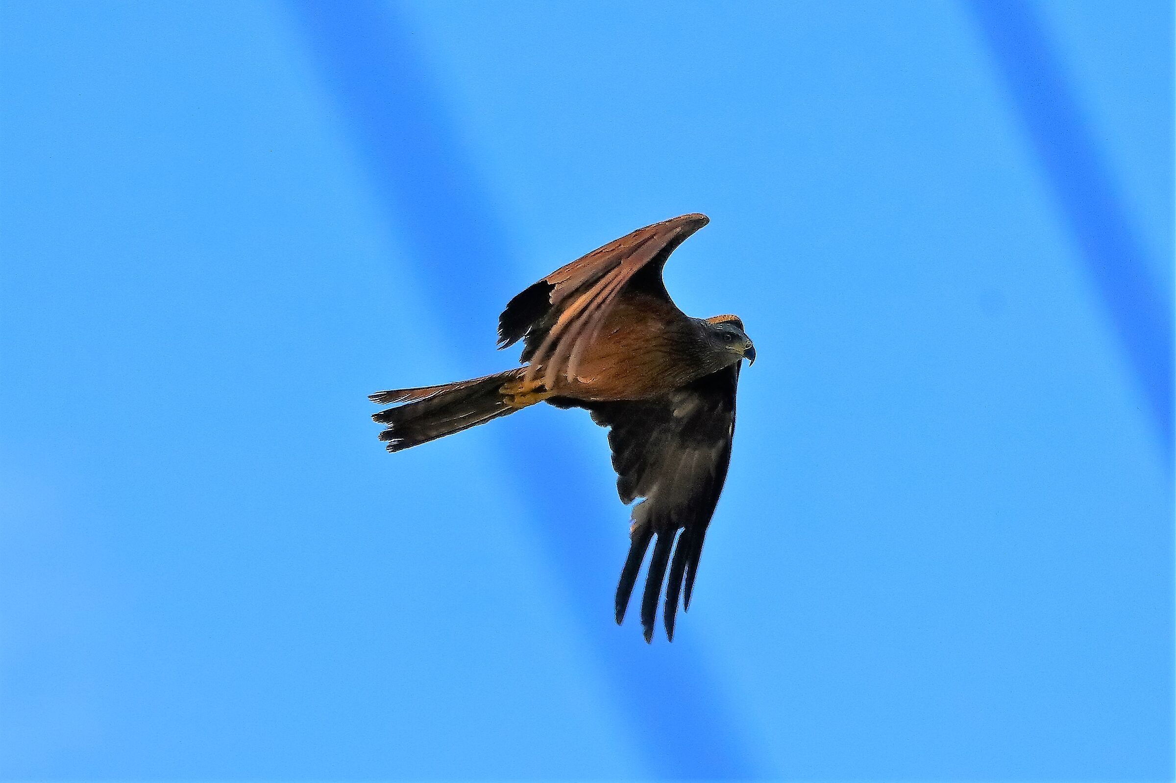 Nibbio bruno 08-08-2022