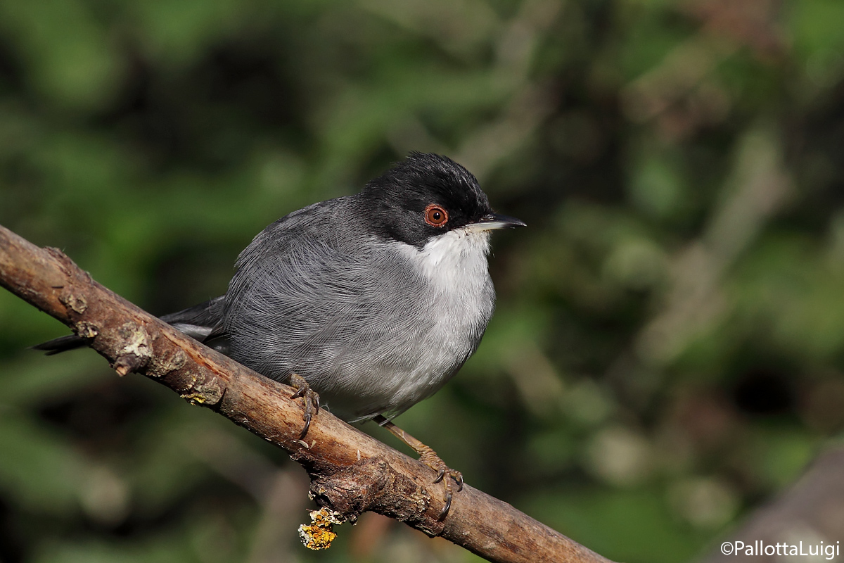 Occhiocotto(Sylvia melanocephala)