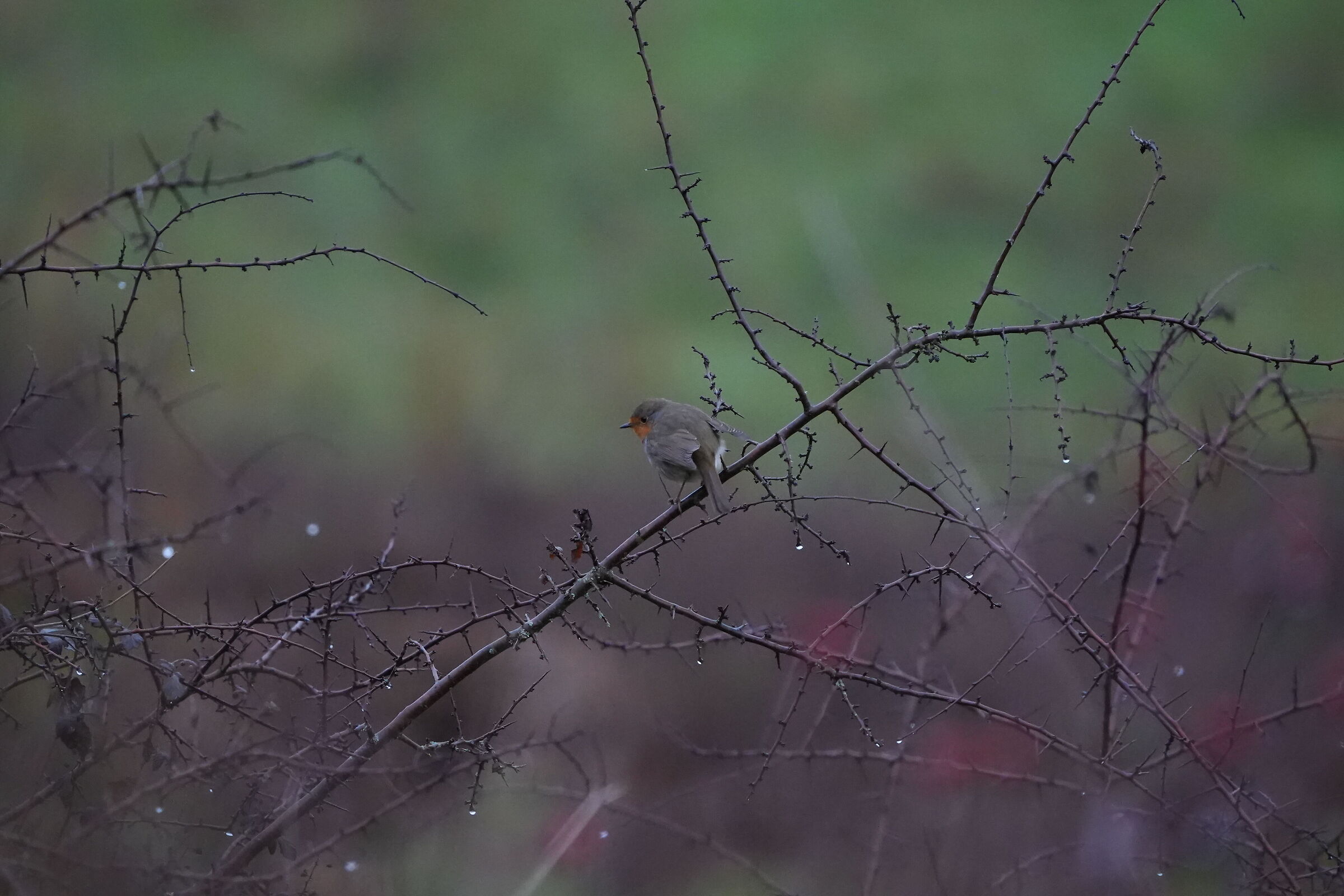 robin2