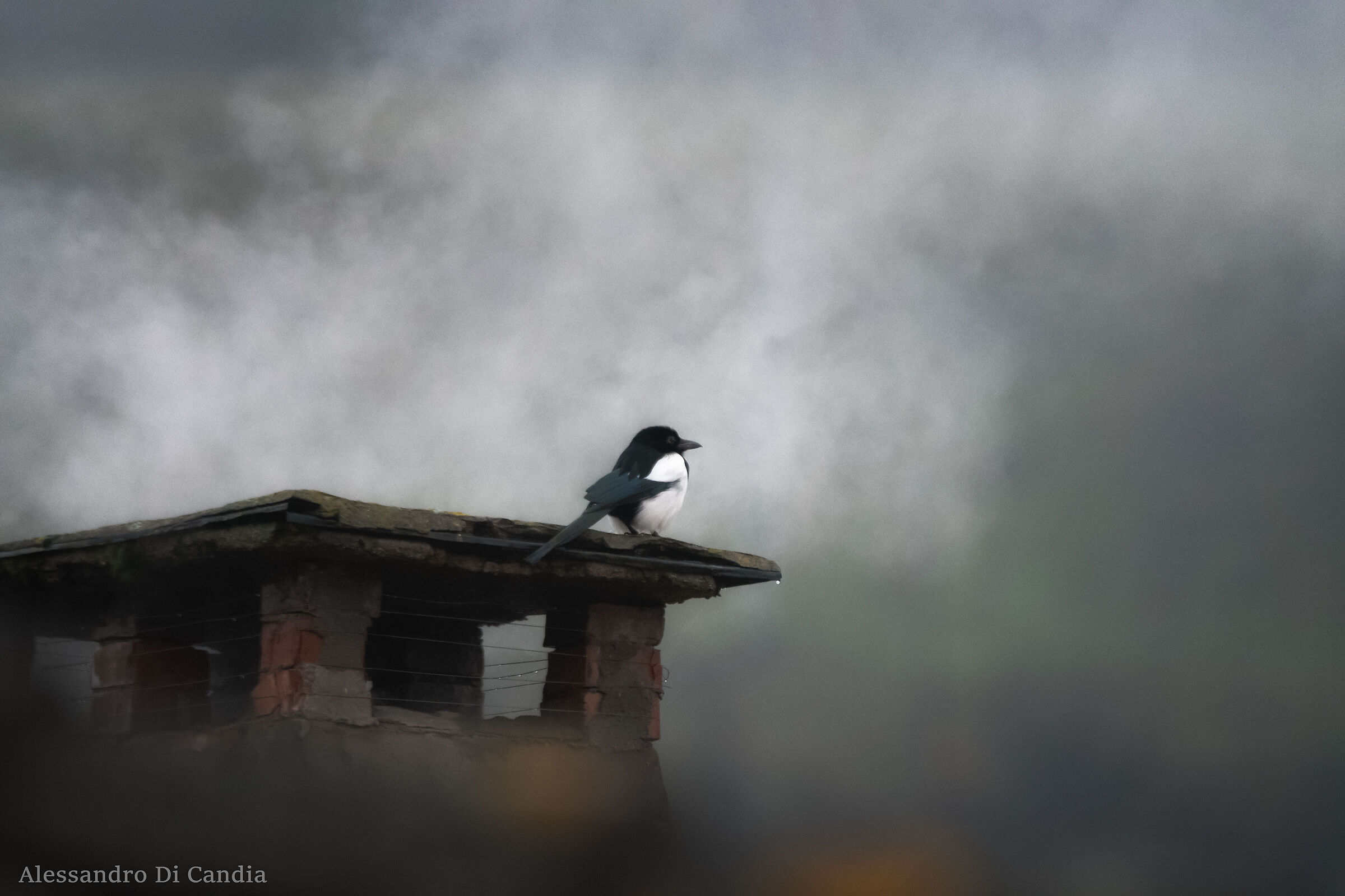 Al caldo e al "fumo"