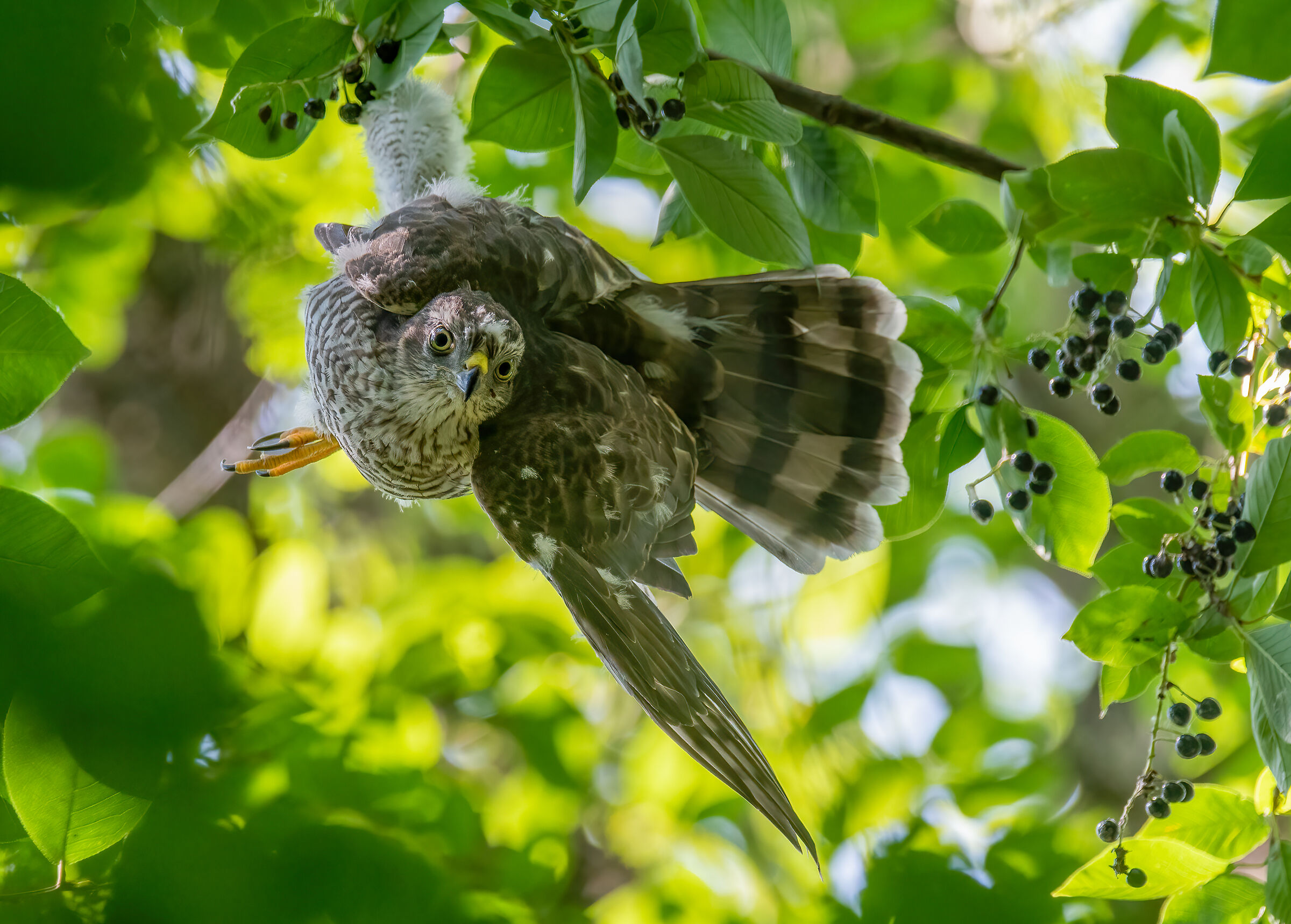 Sparrowhawks, reckless flights!