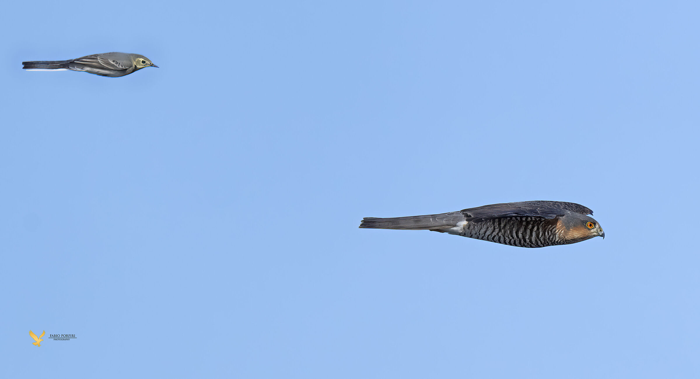 The dancer and the sparrow hawk ...