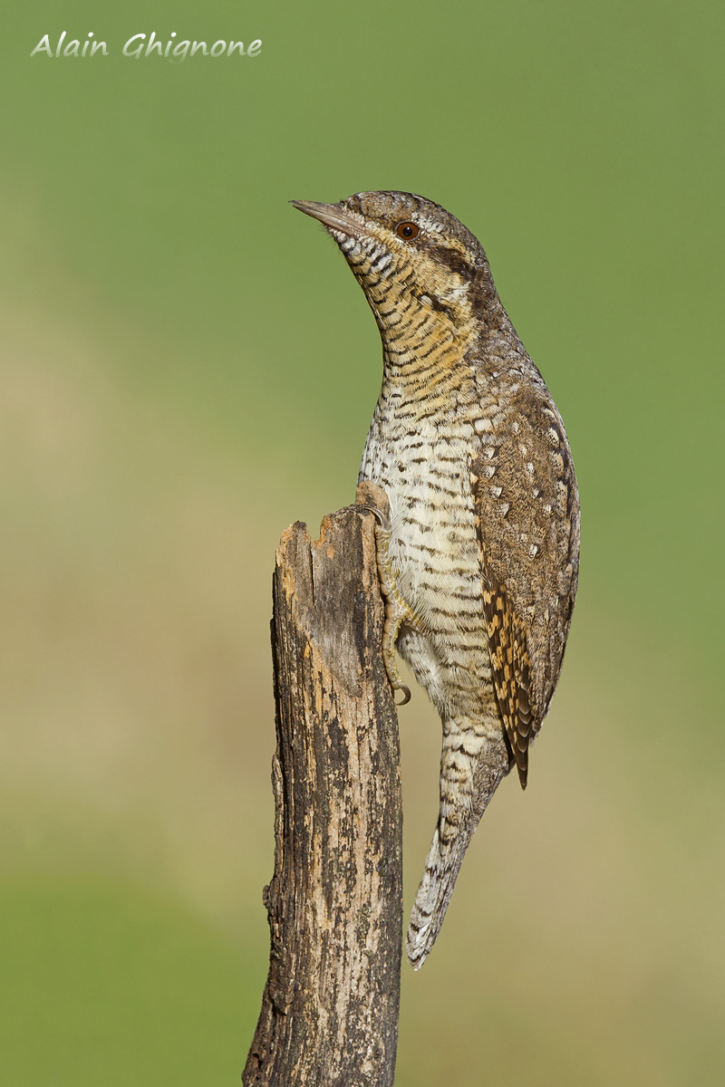 torcicollo... stecco...