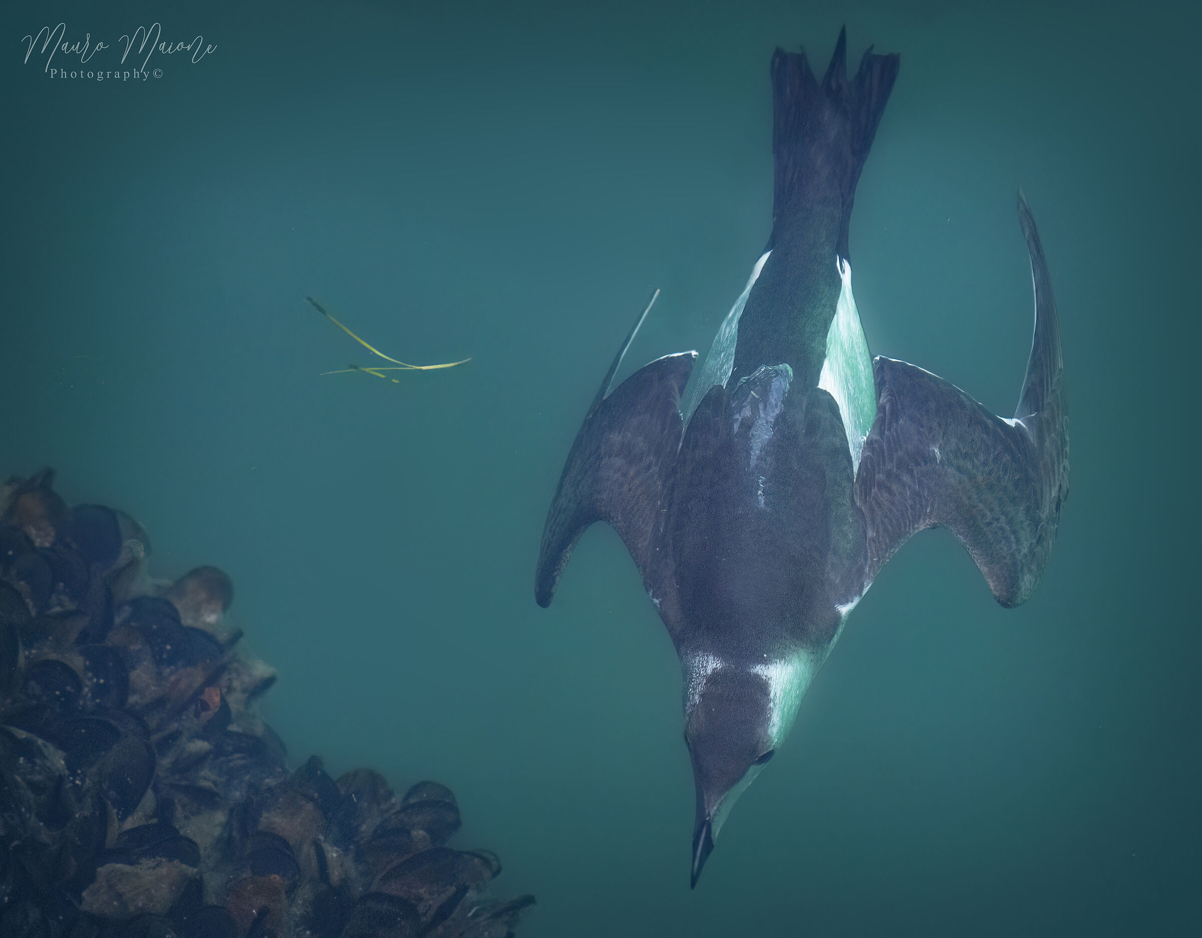 oggi cozze  (gazza marina)