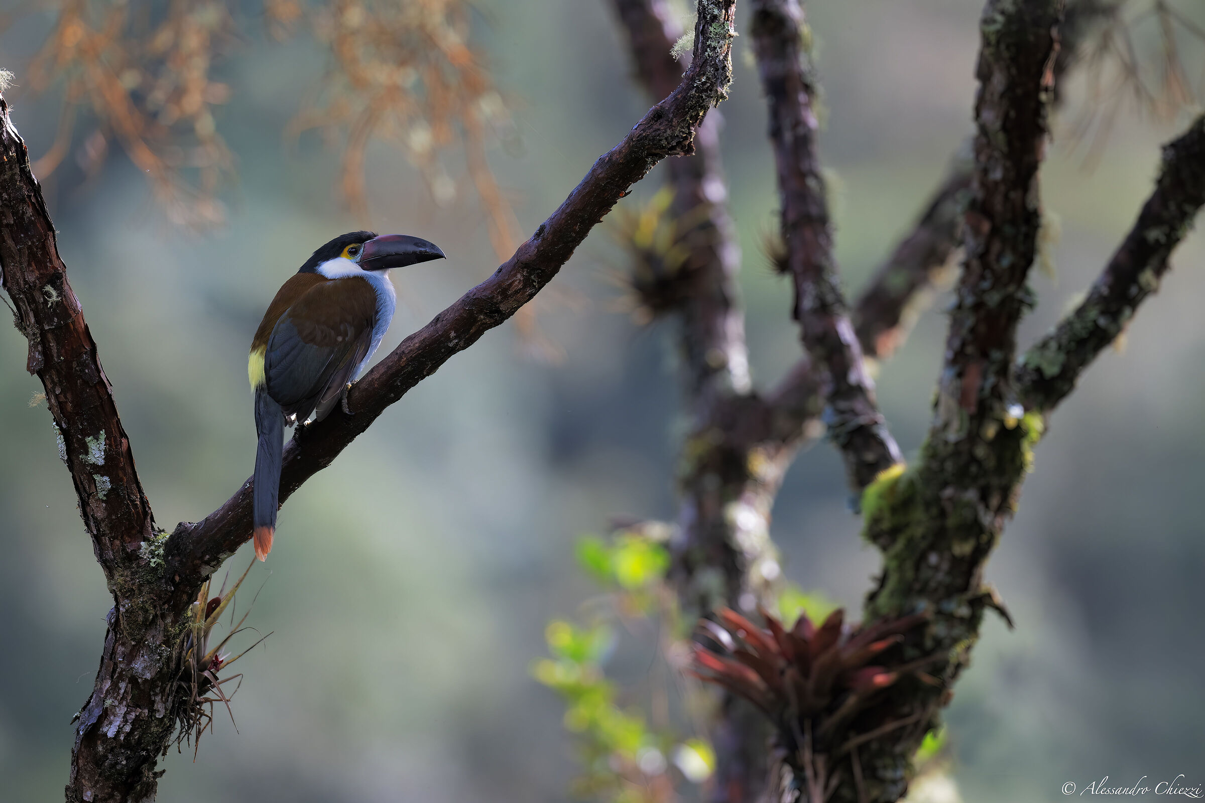 Mountain toucan becconero