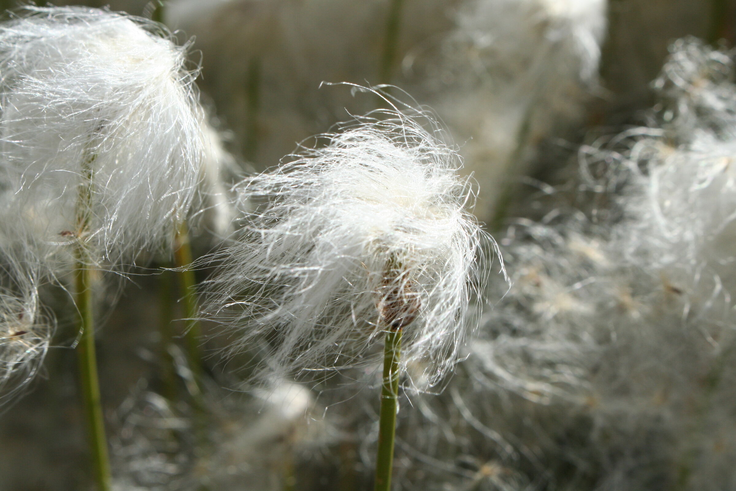 Soffioni