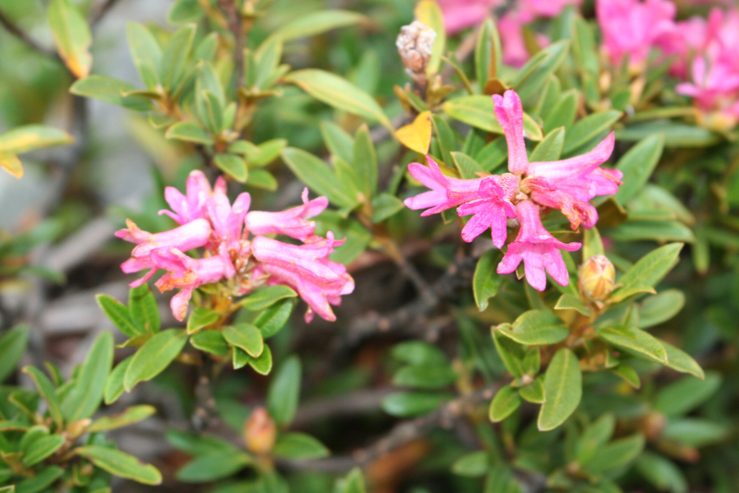 Rododendri