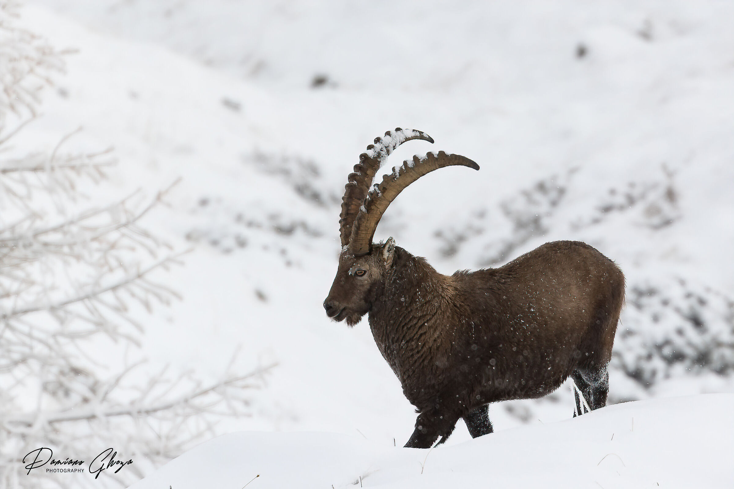 Ibex