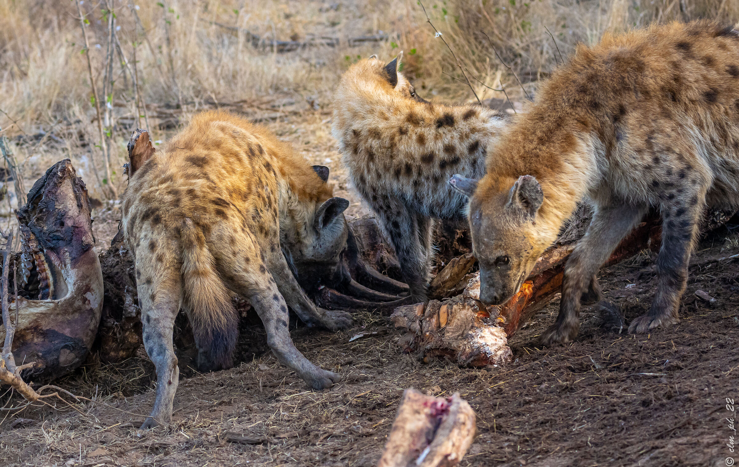 Hyenas on elephant carcass