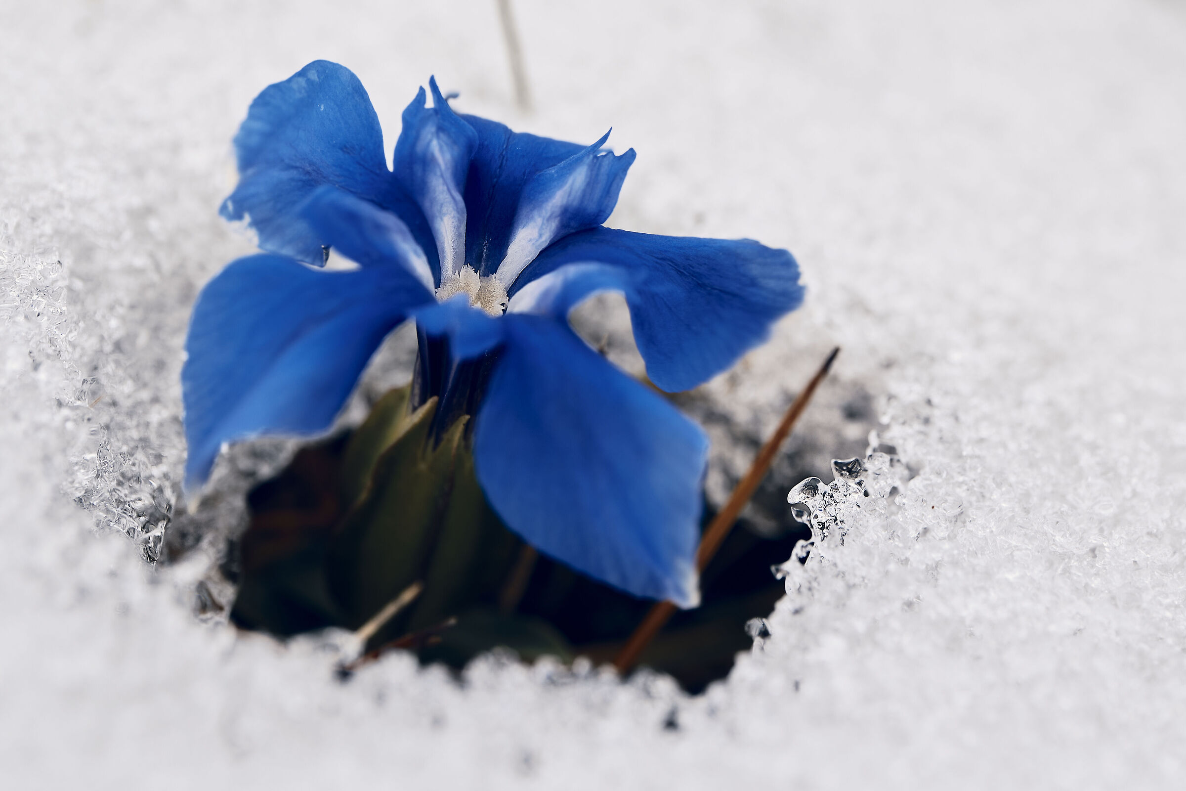 Gentiana verna makes room