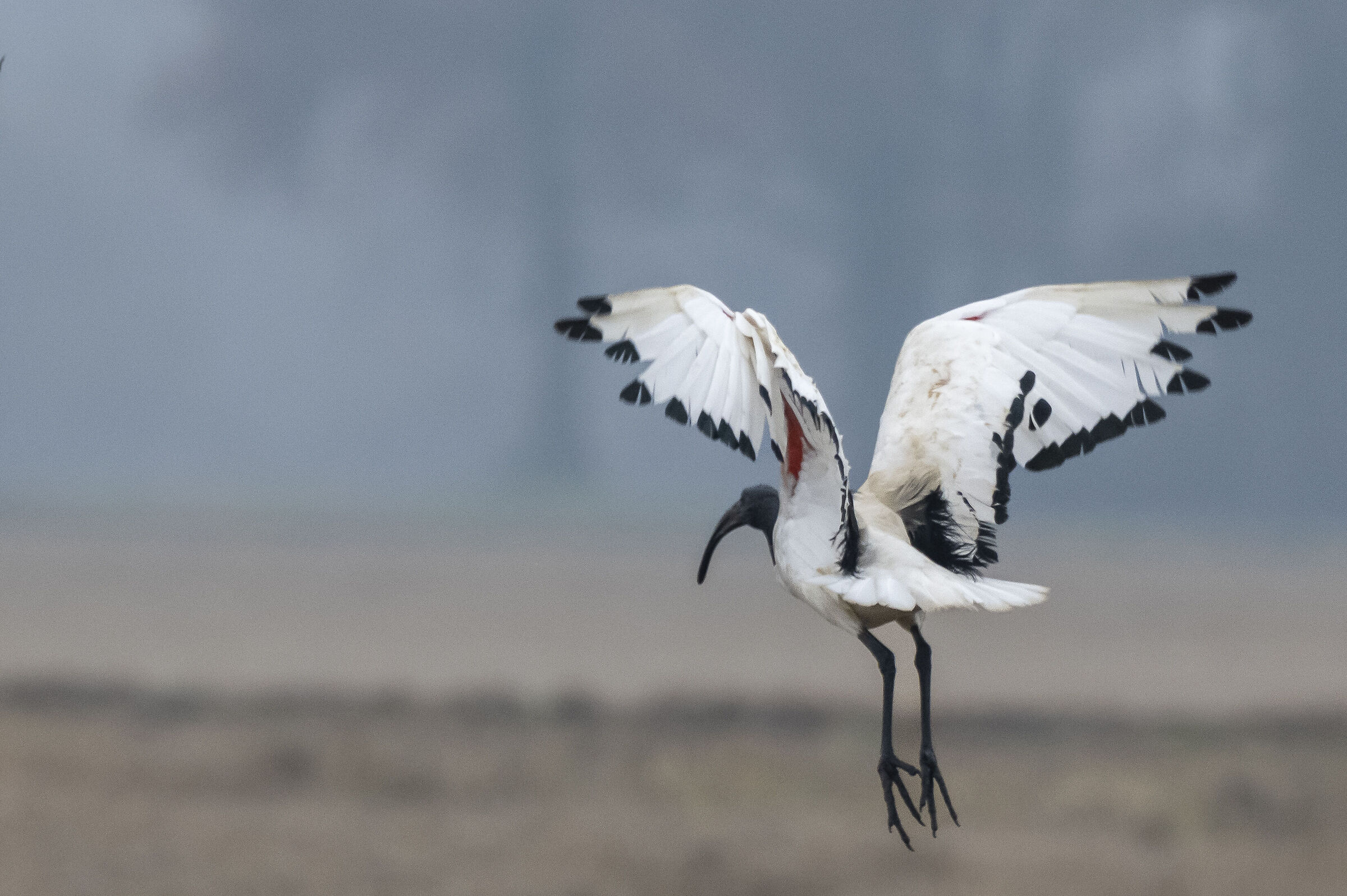 Sacred ibis