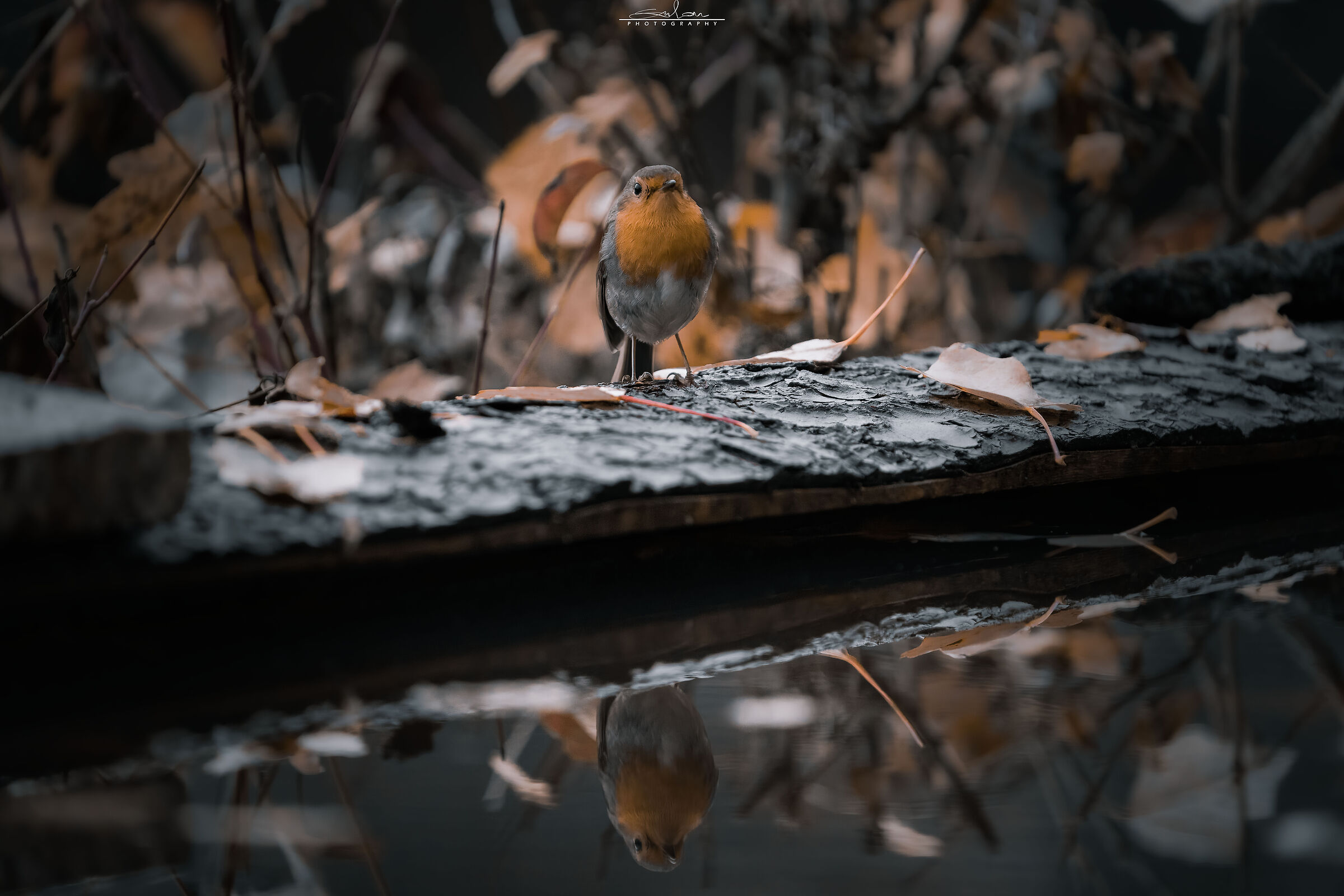 Robin