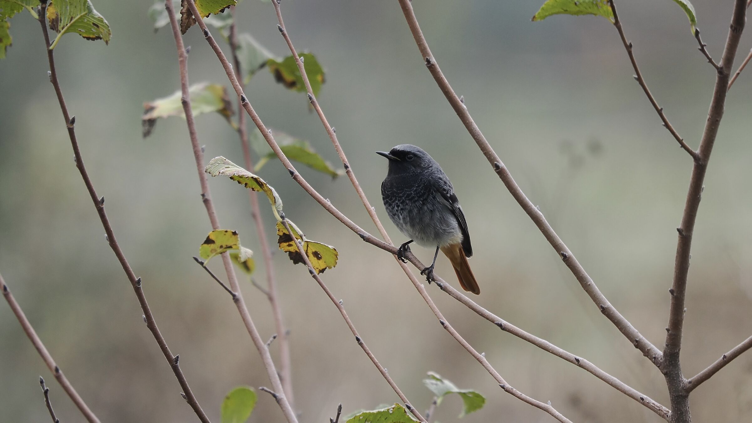 Autumn Redstart