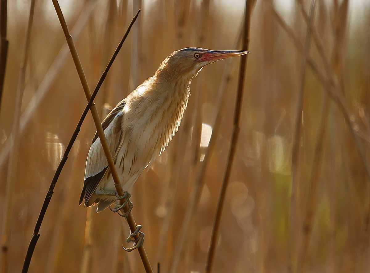 female bittern
