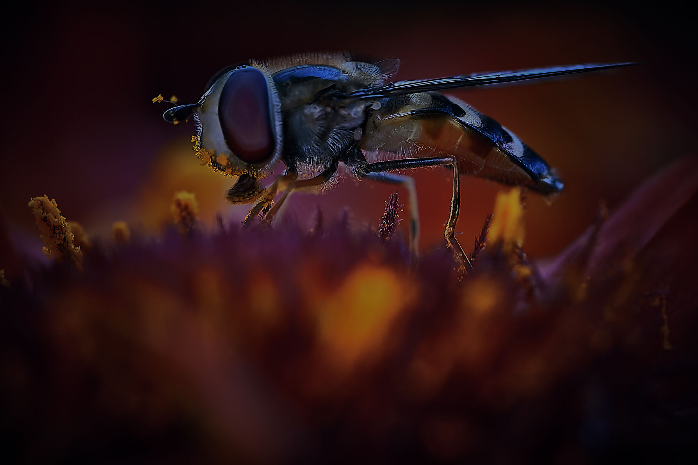 Hover fly