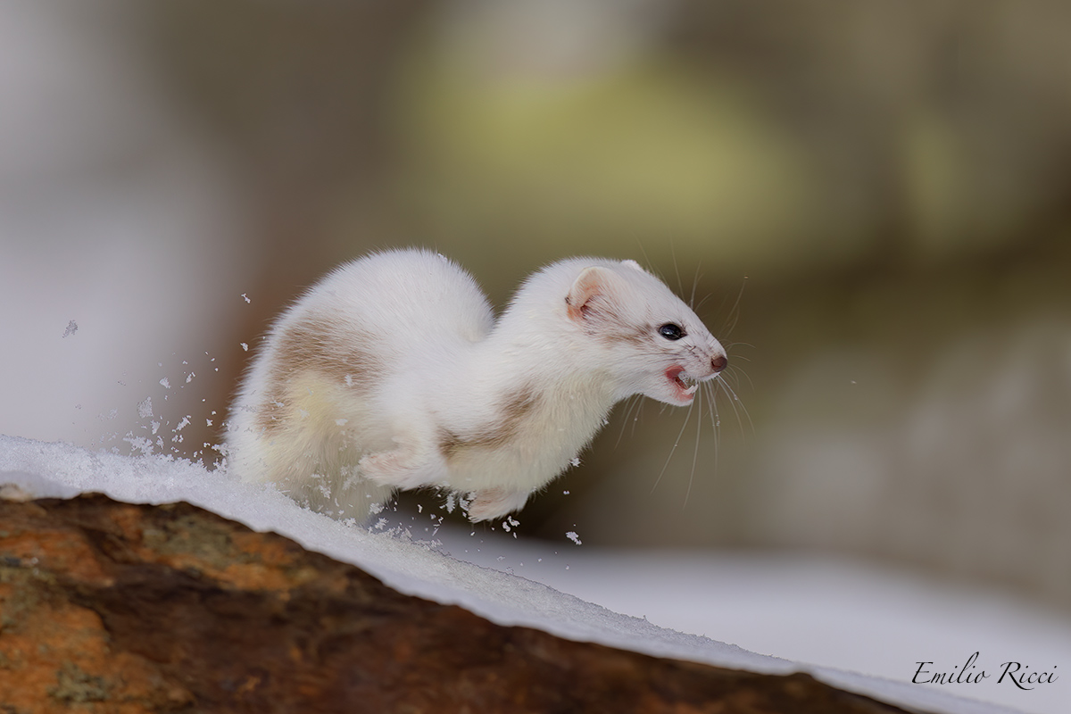 ermine