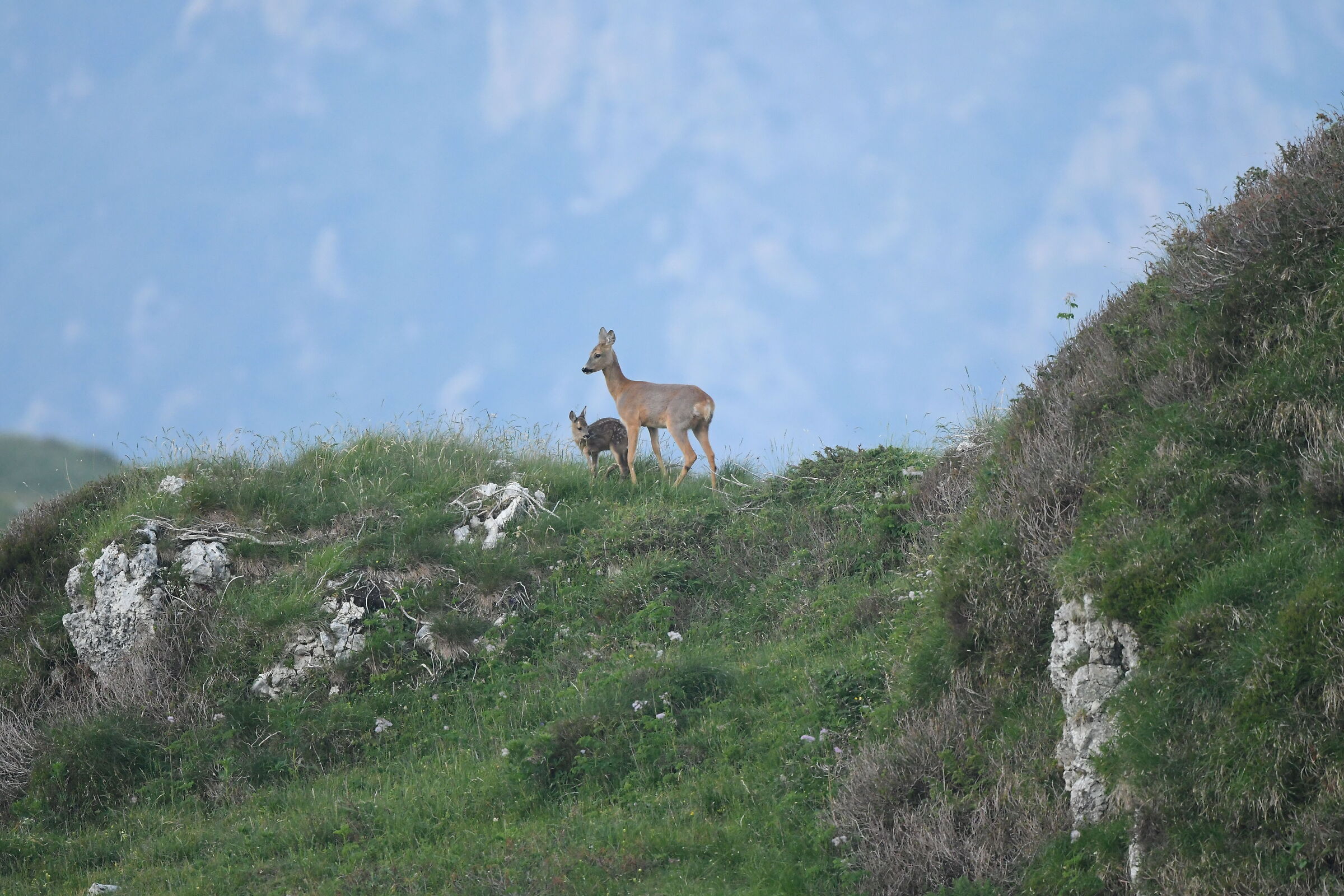 Capriolo con piccolo