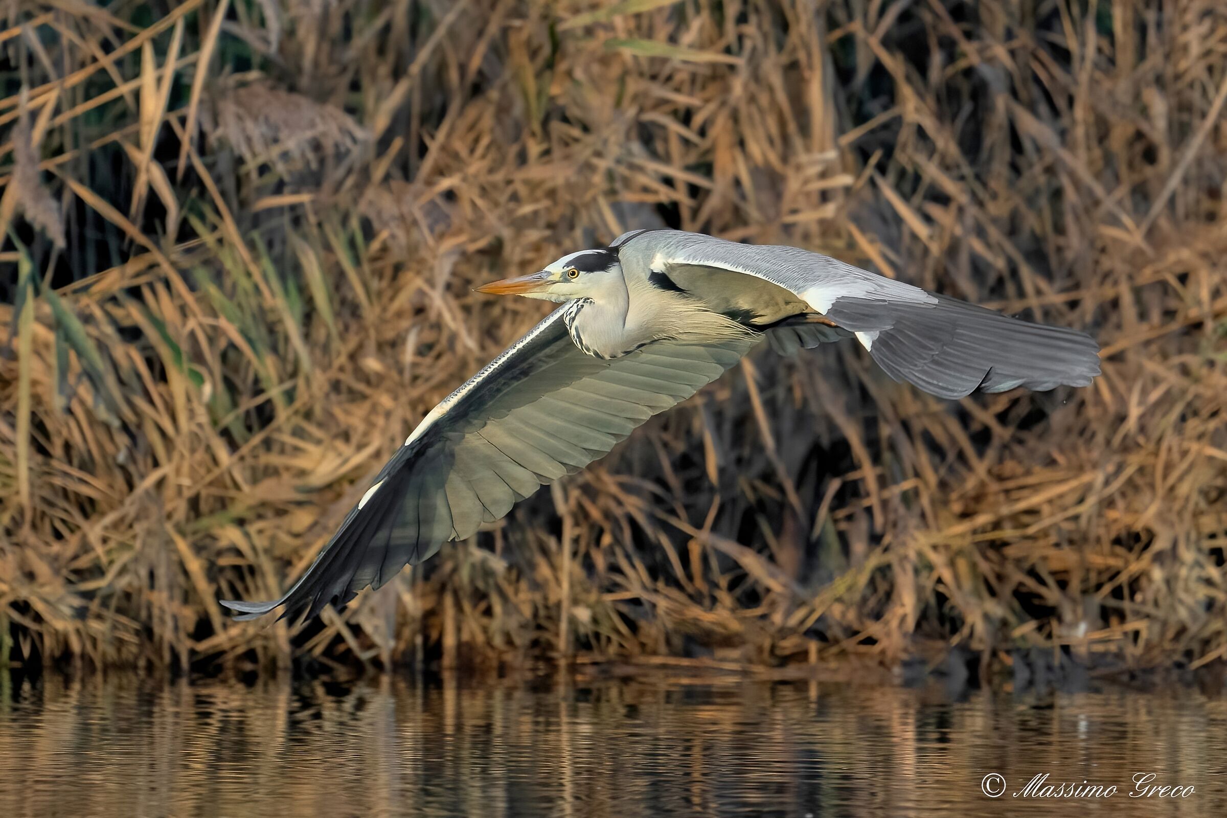Grey heron