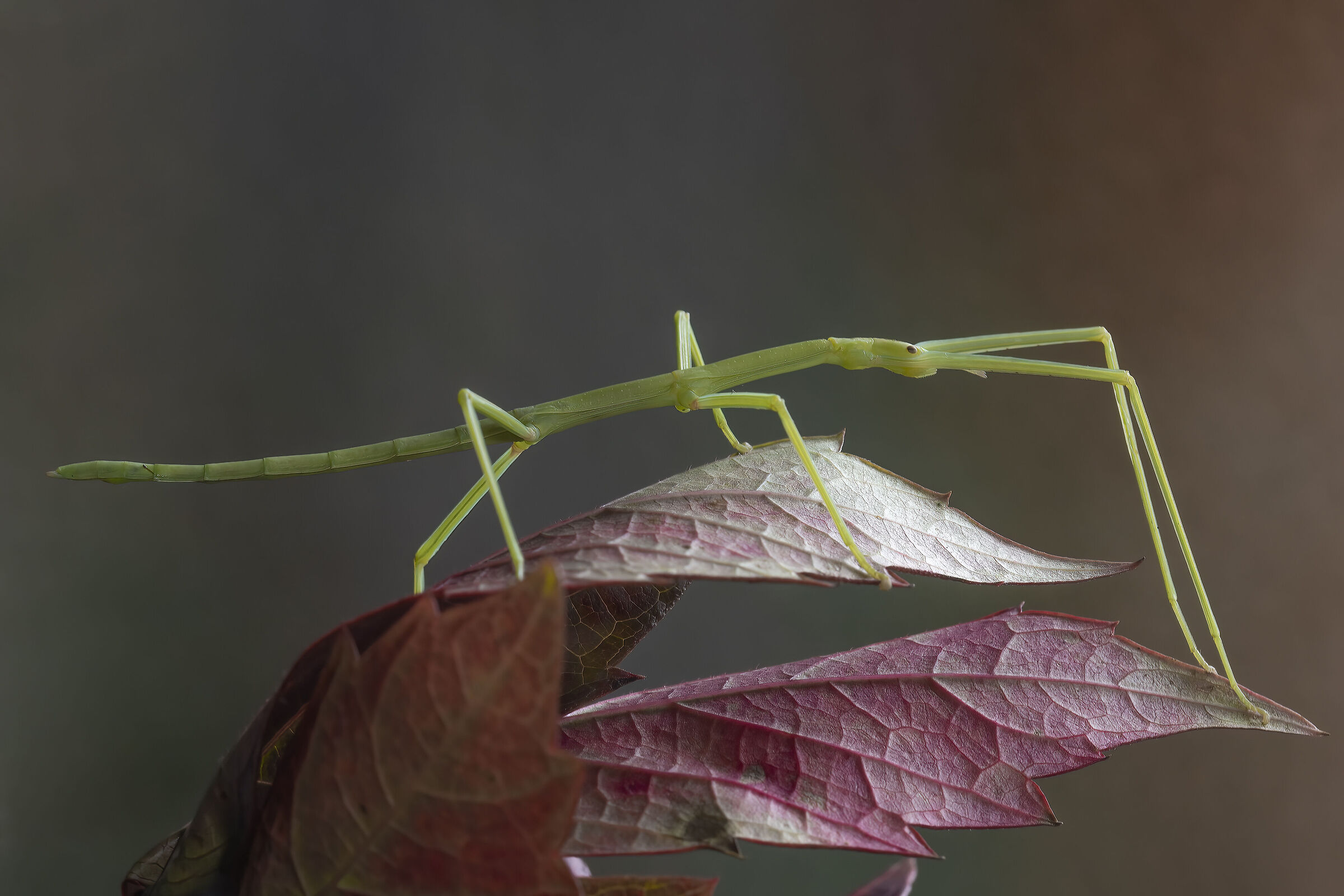 Stick insect