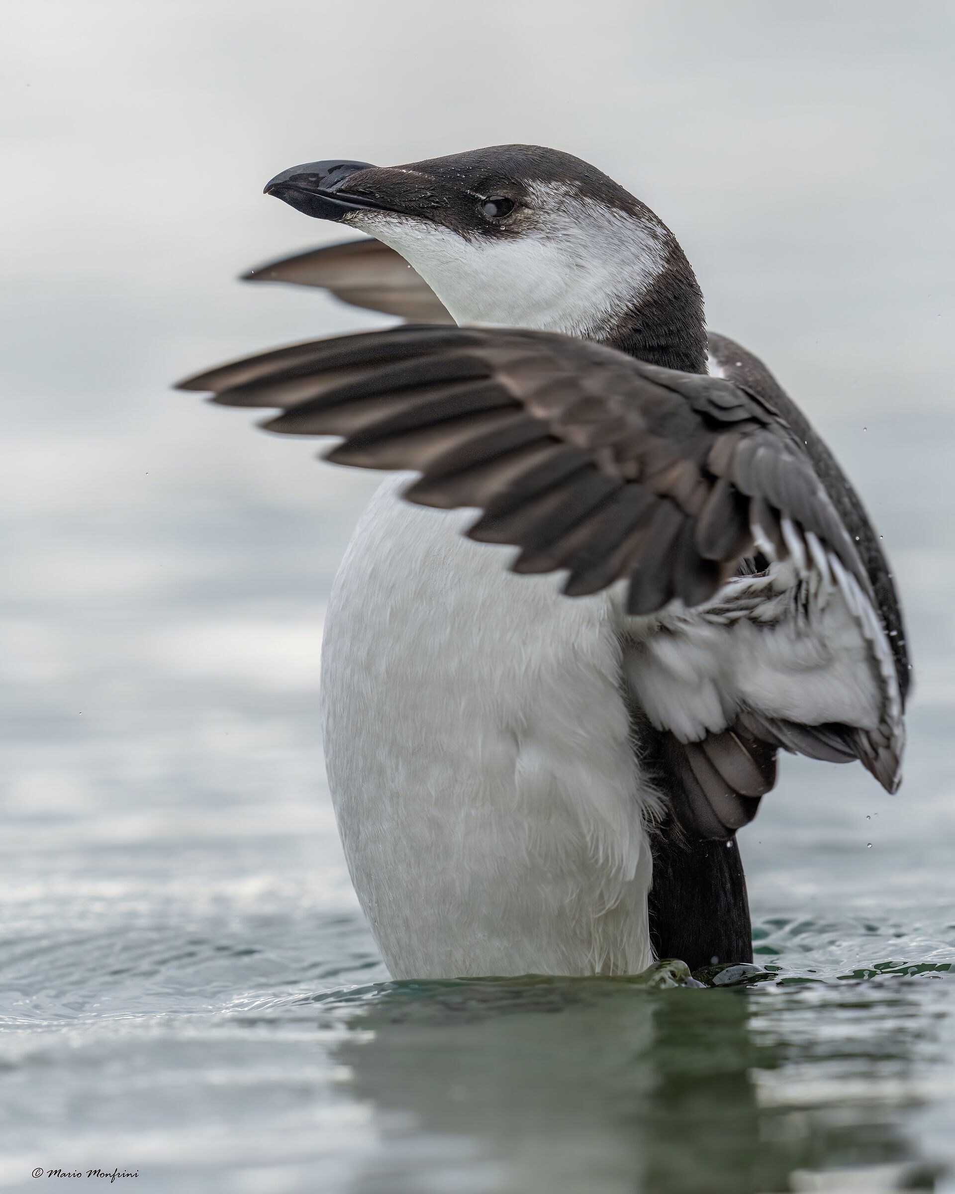 "Musica maestro" - magpie marina Liguria - autumn 2022