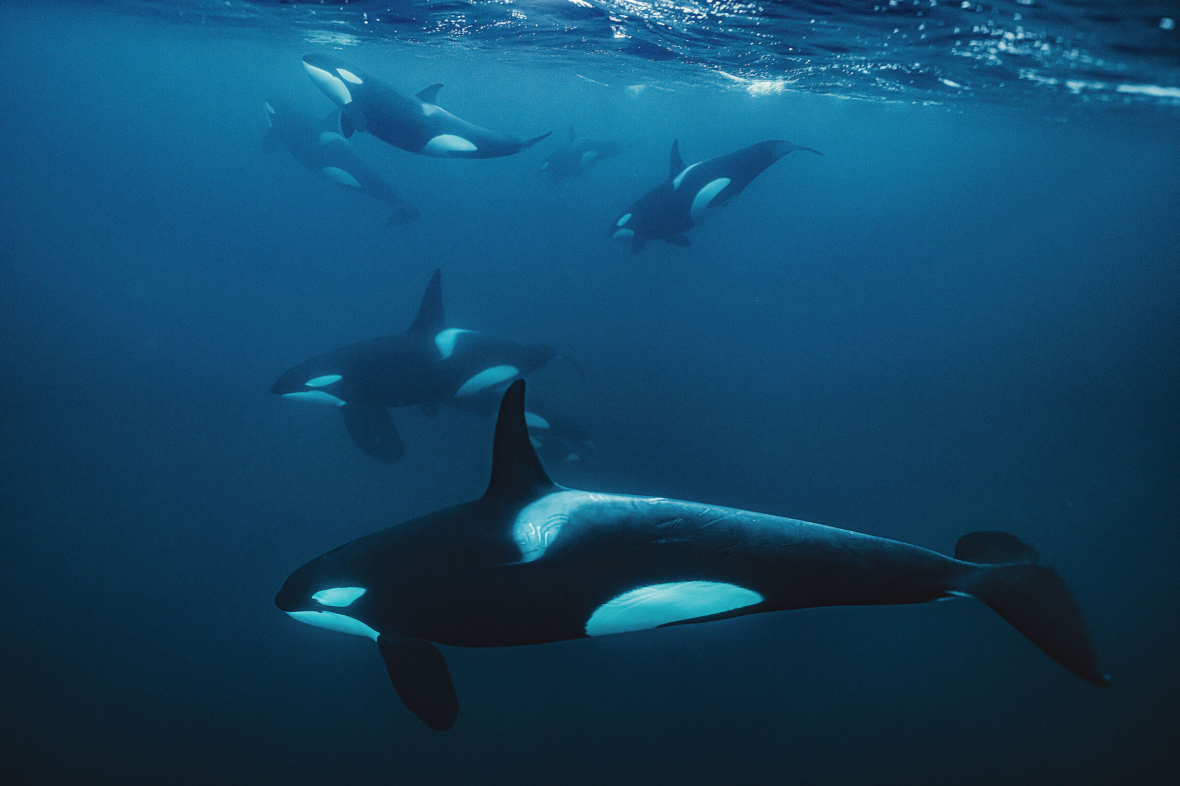 Killer whales in motion