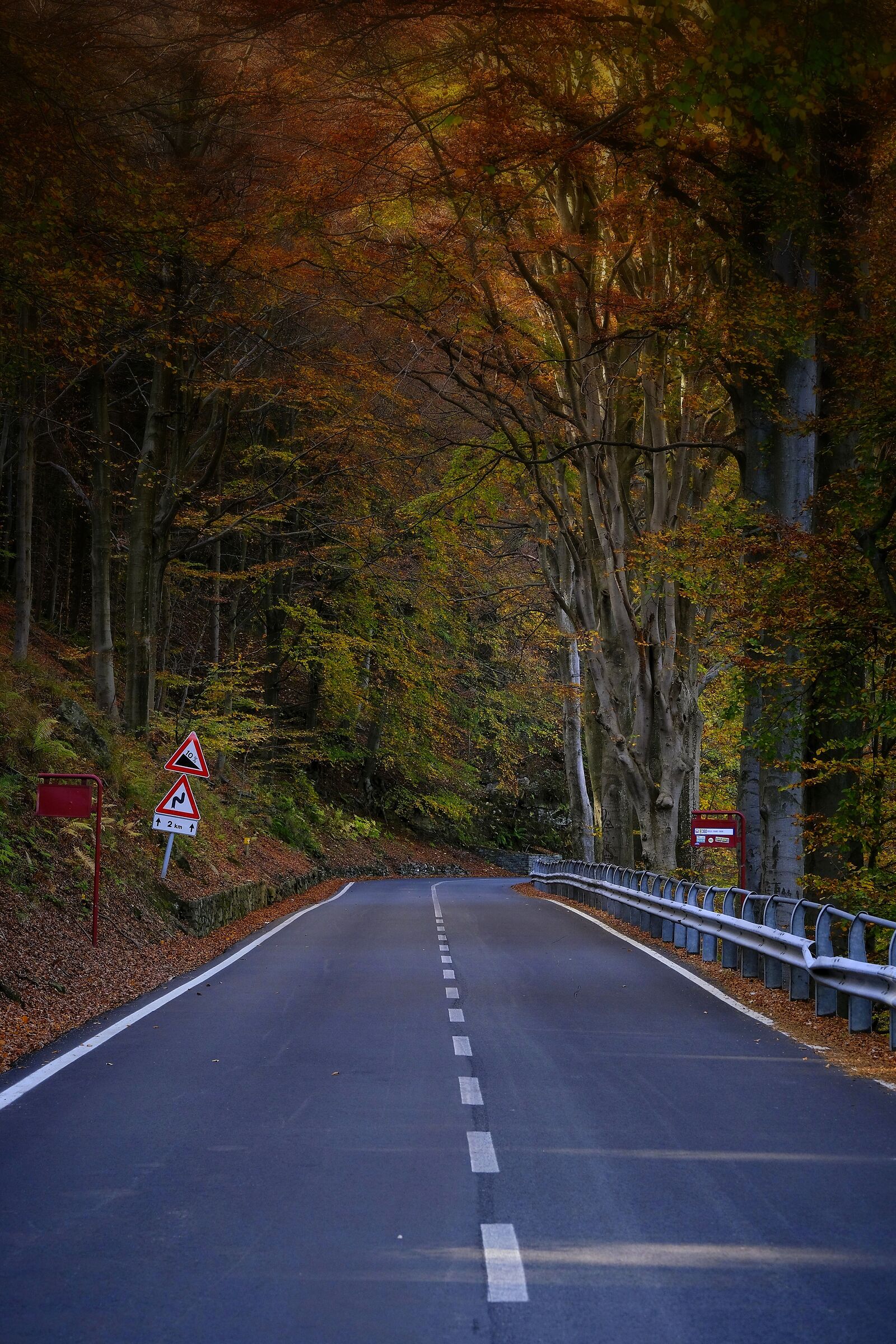 Autumn road