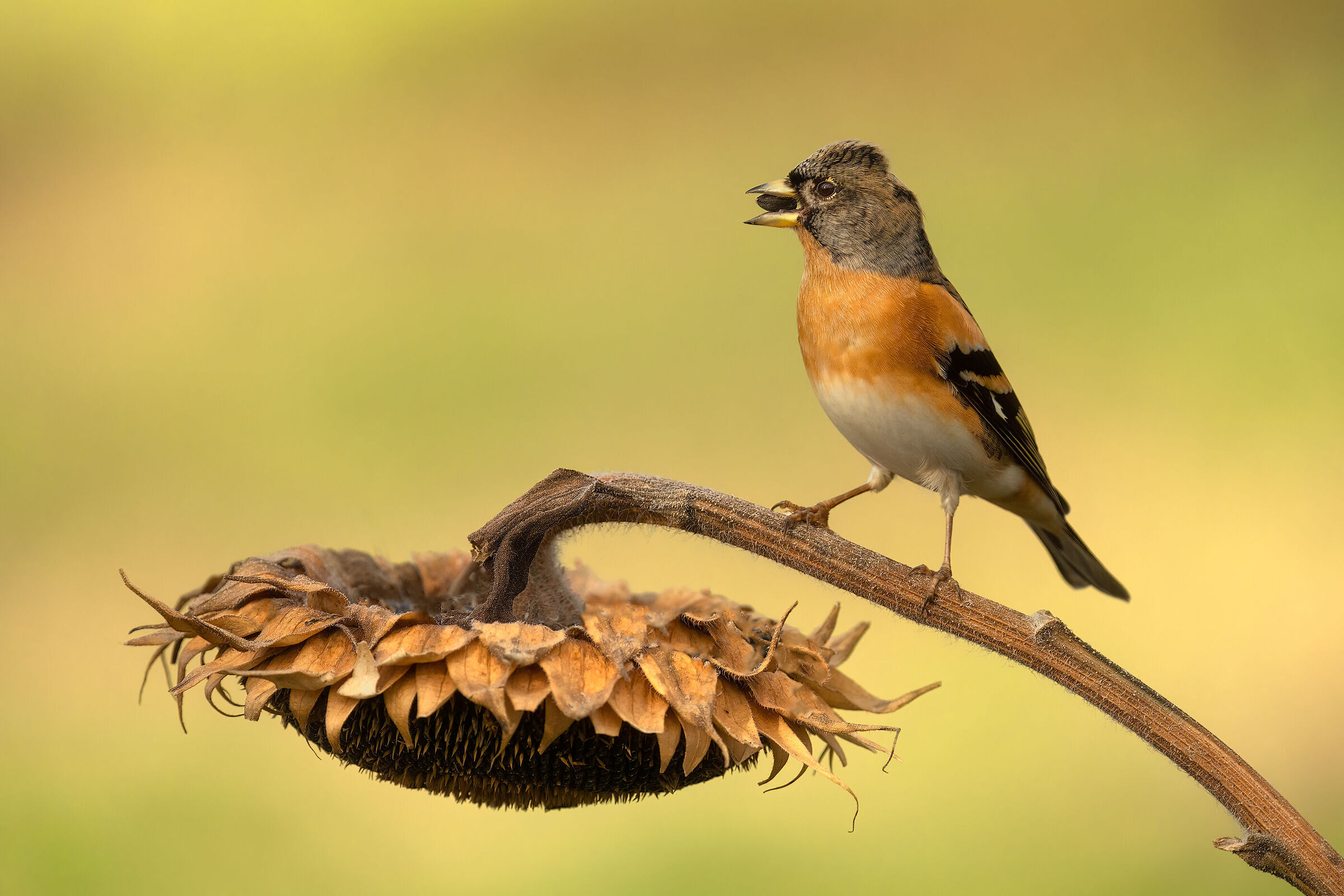 Brambling