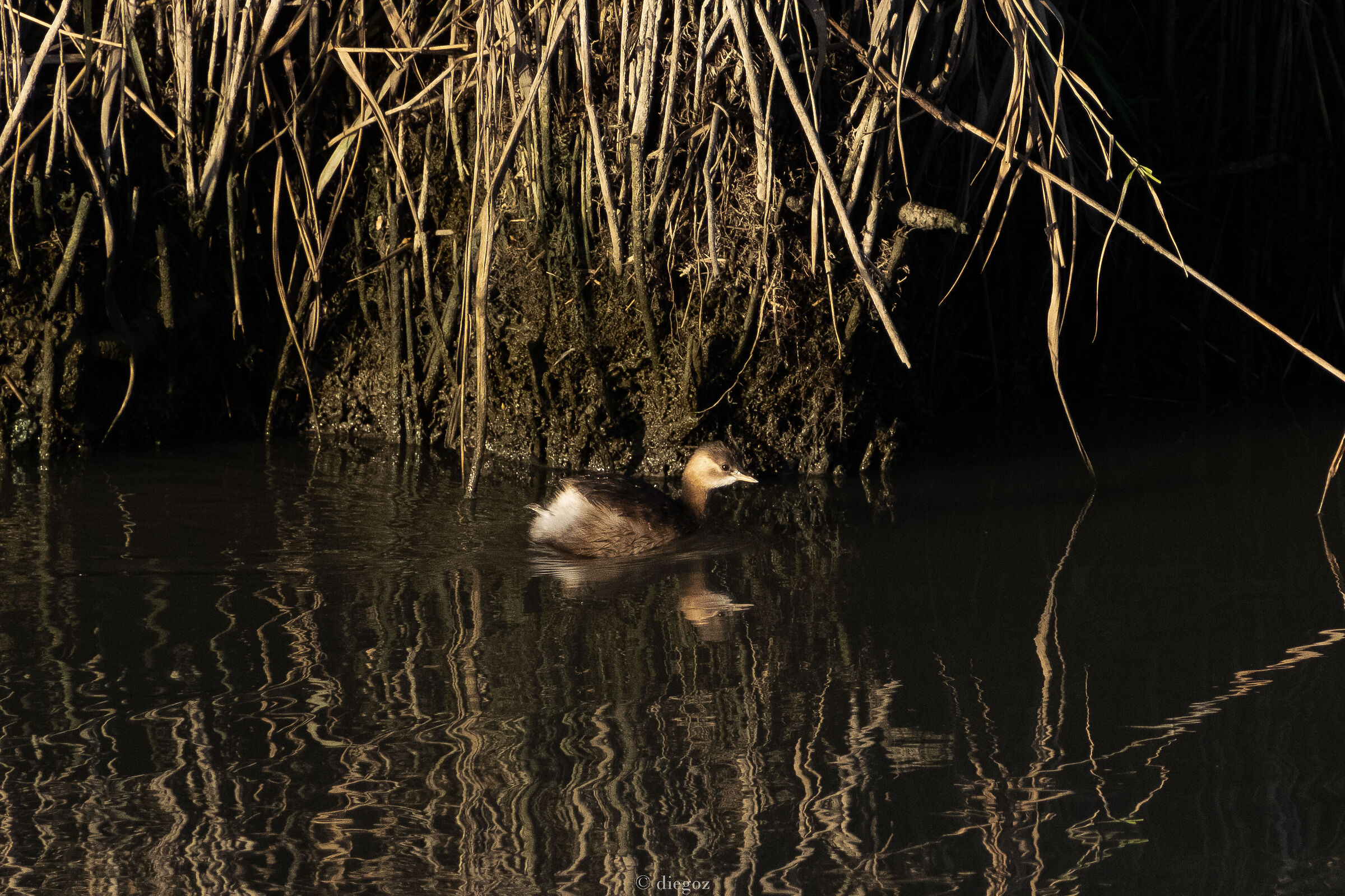 Dabchick