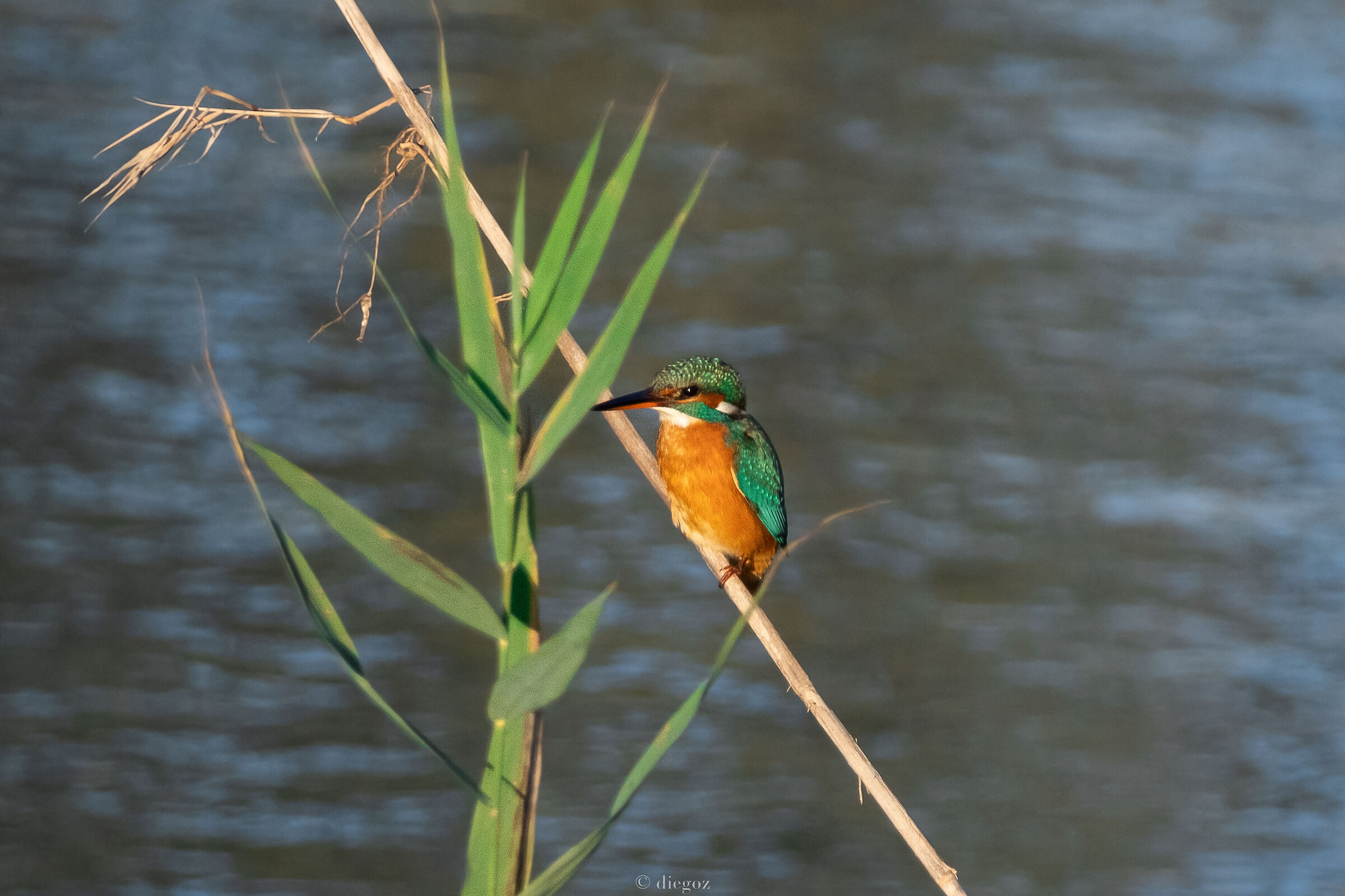 Kingfisher