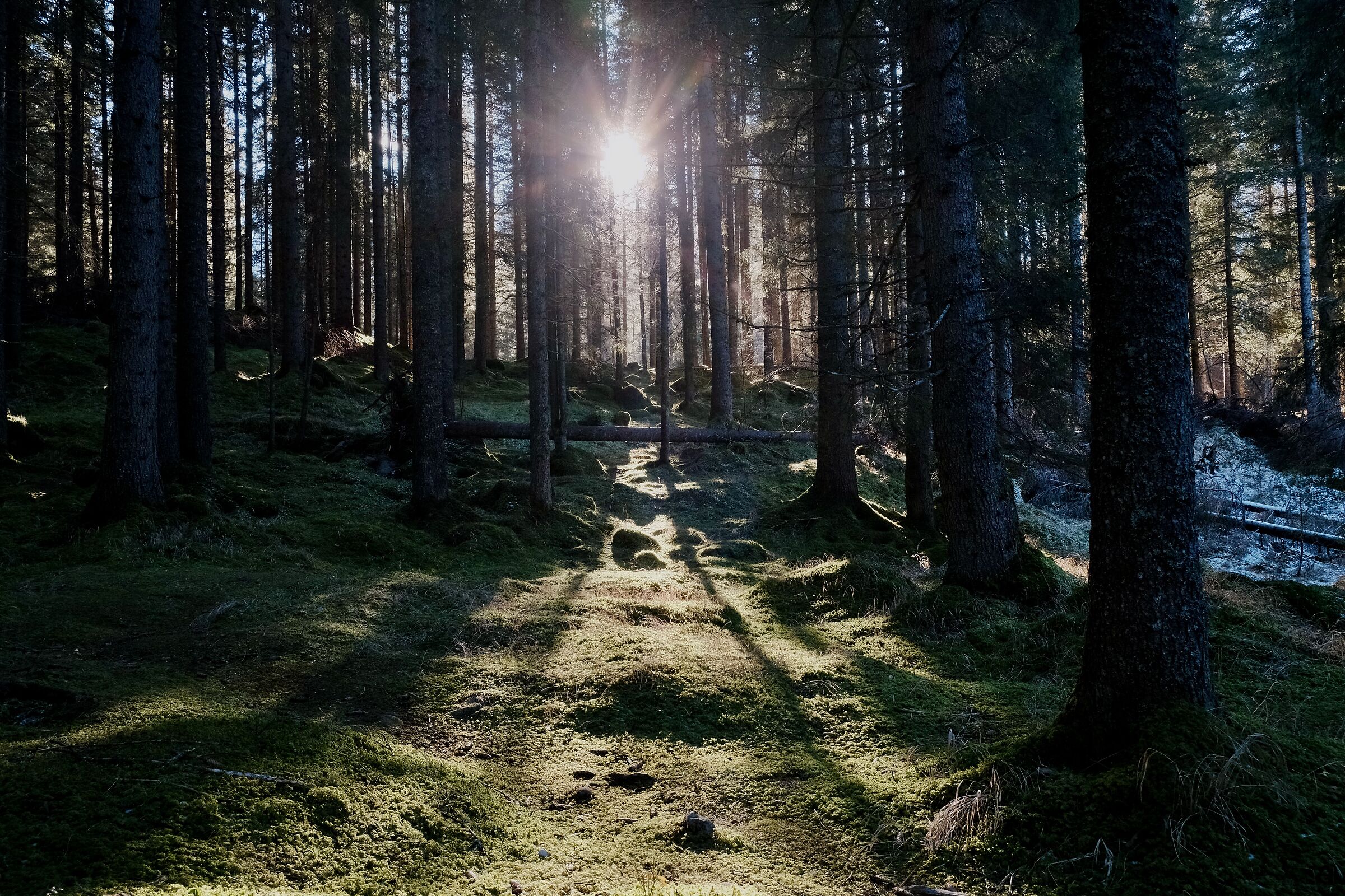 Paneveggio - Woods