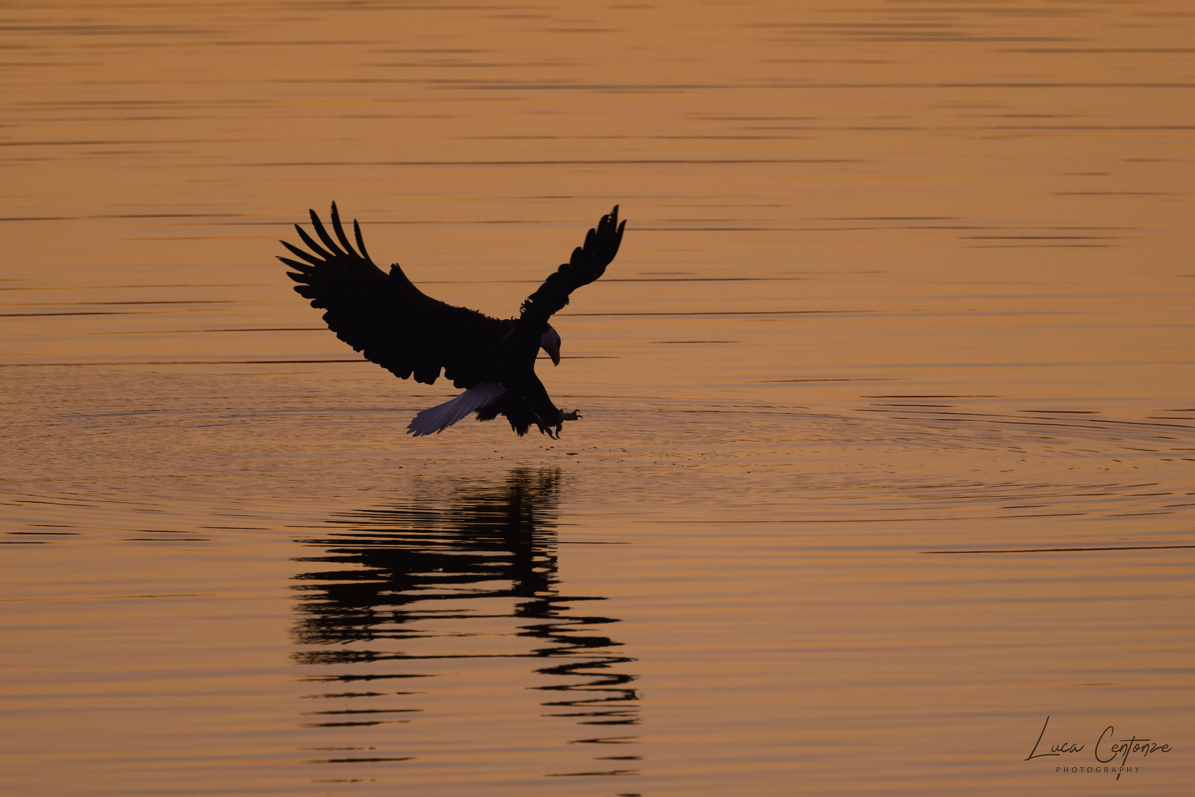 In caccia nelle "golden hours"