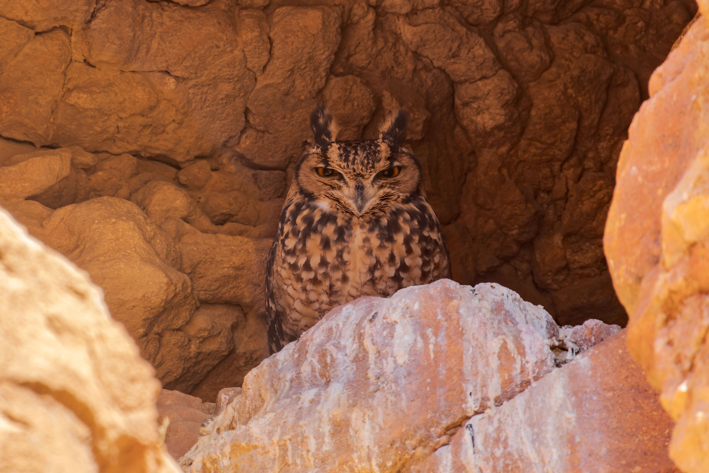 Desert eagle owl