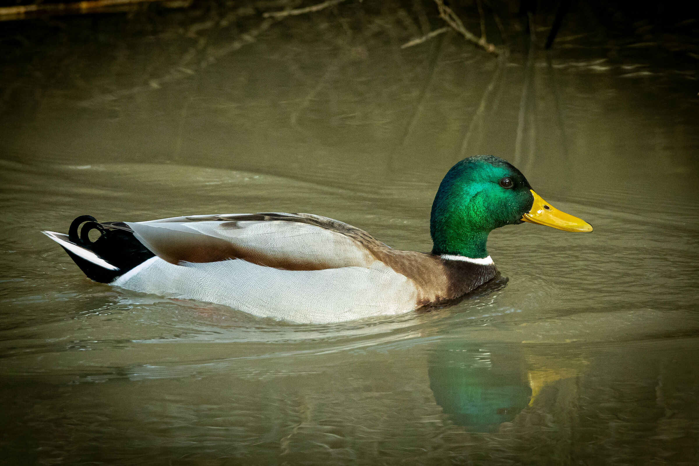 Mallard