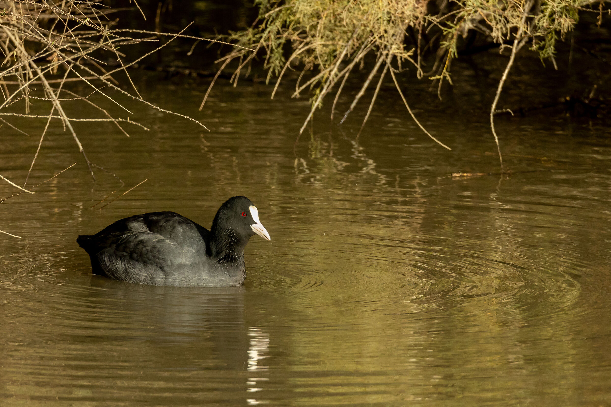 Coot