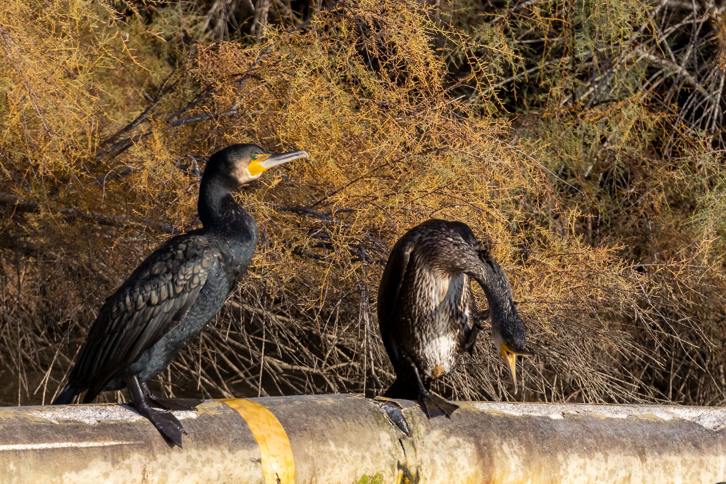 Cormorants
