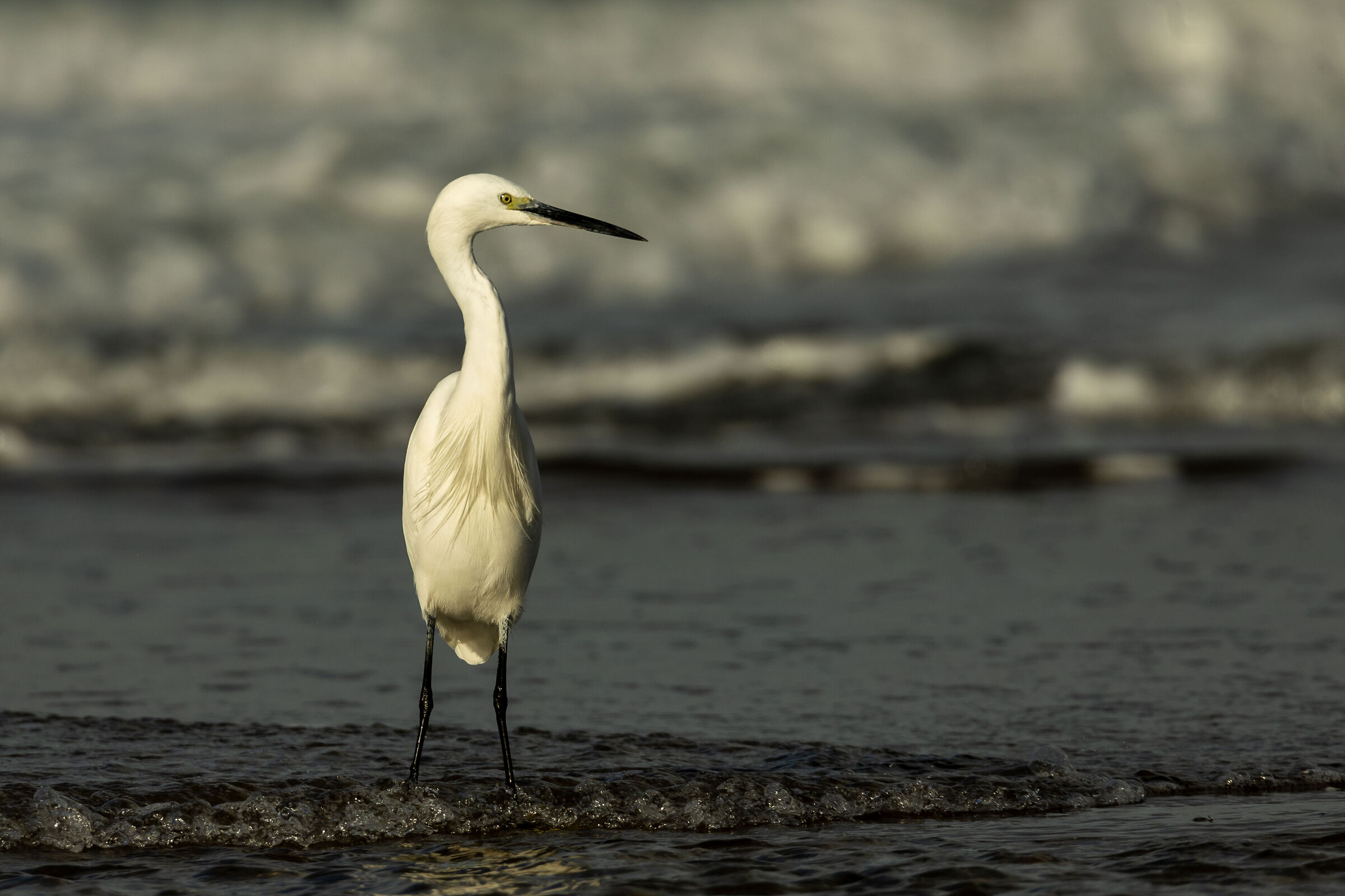 Egret