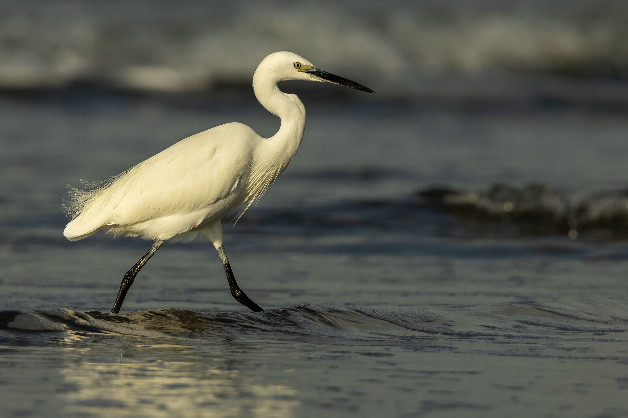 Egret