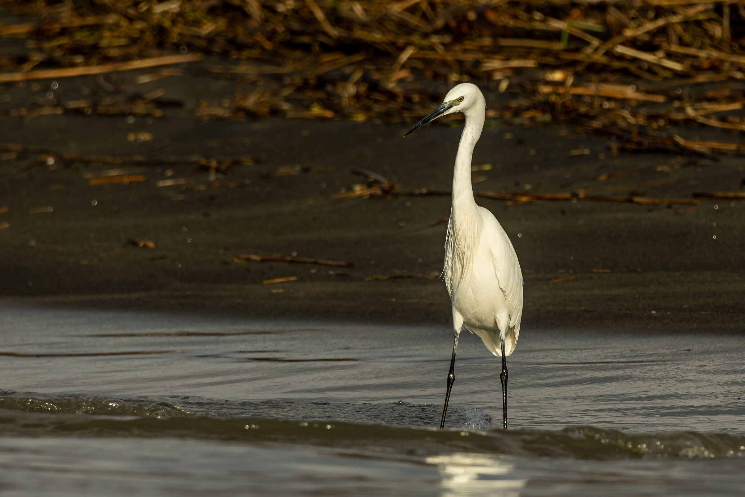Egret