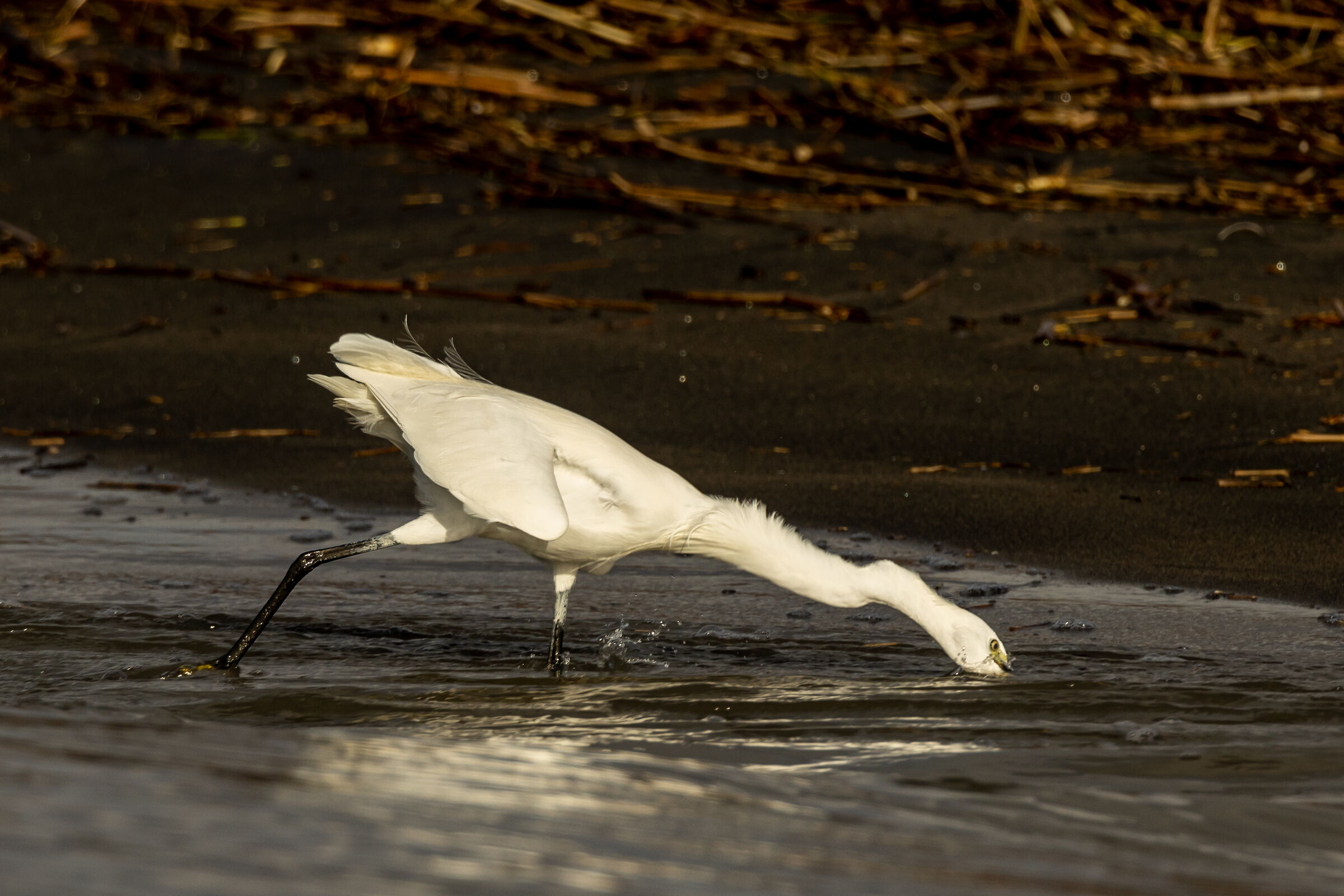Egret