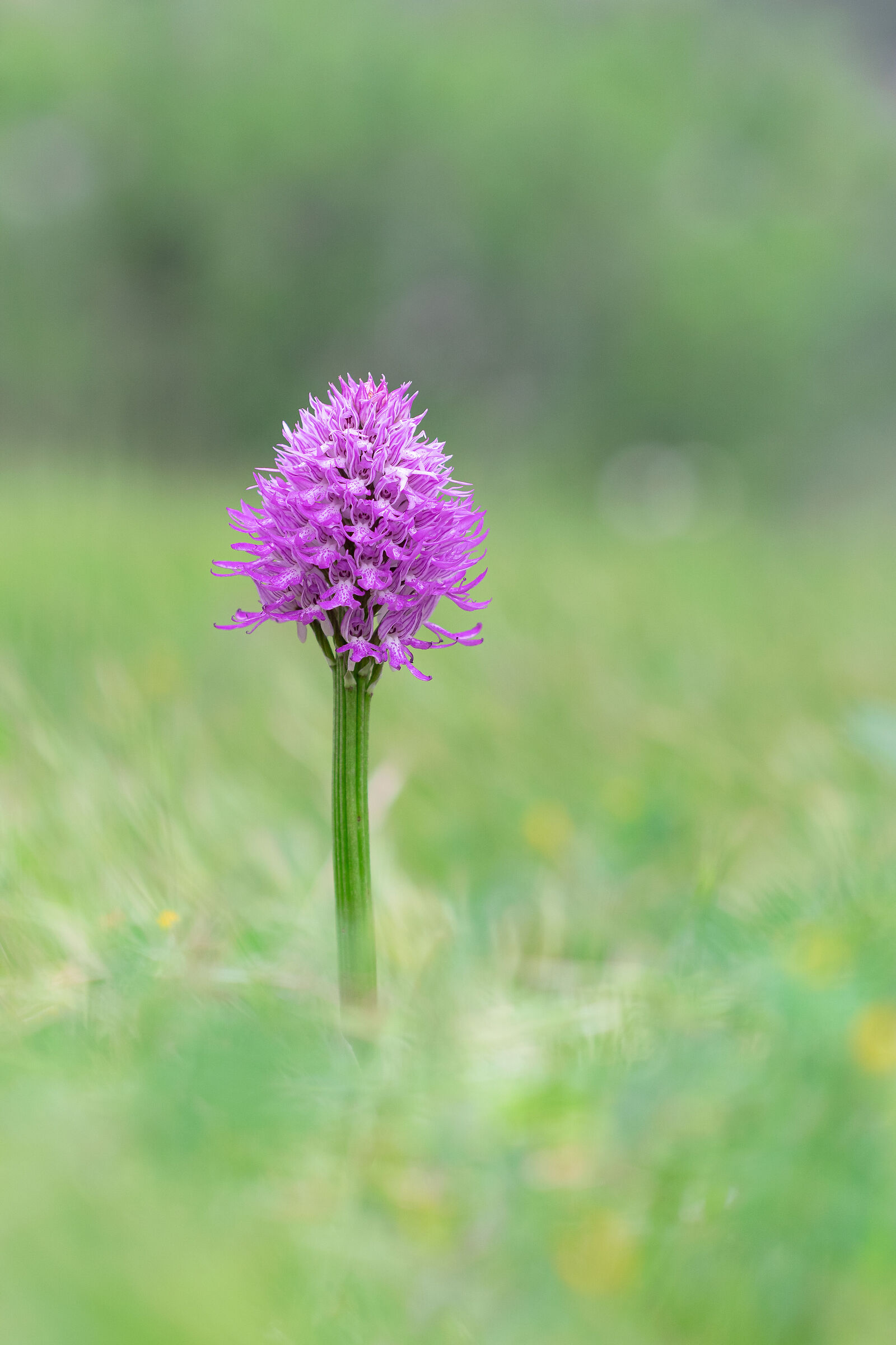 Orchis italica